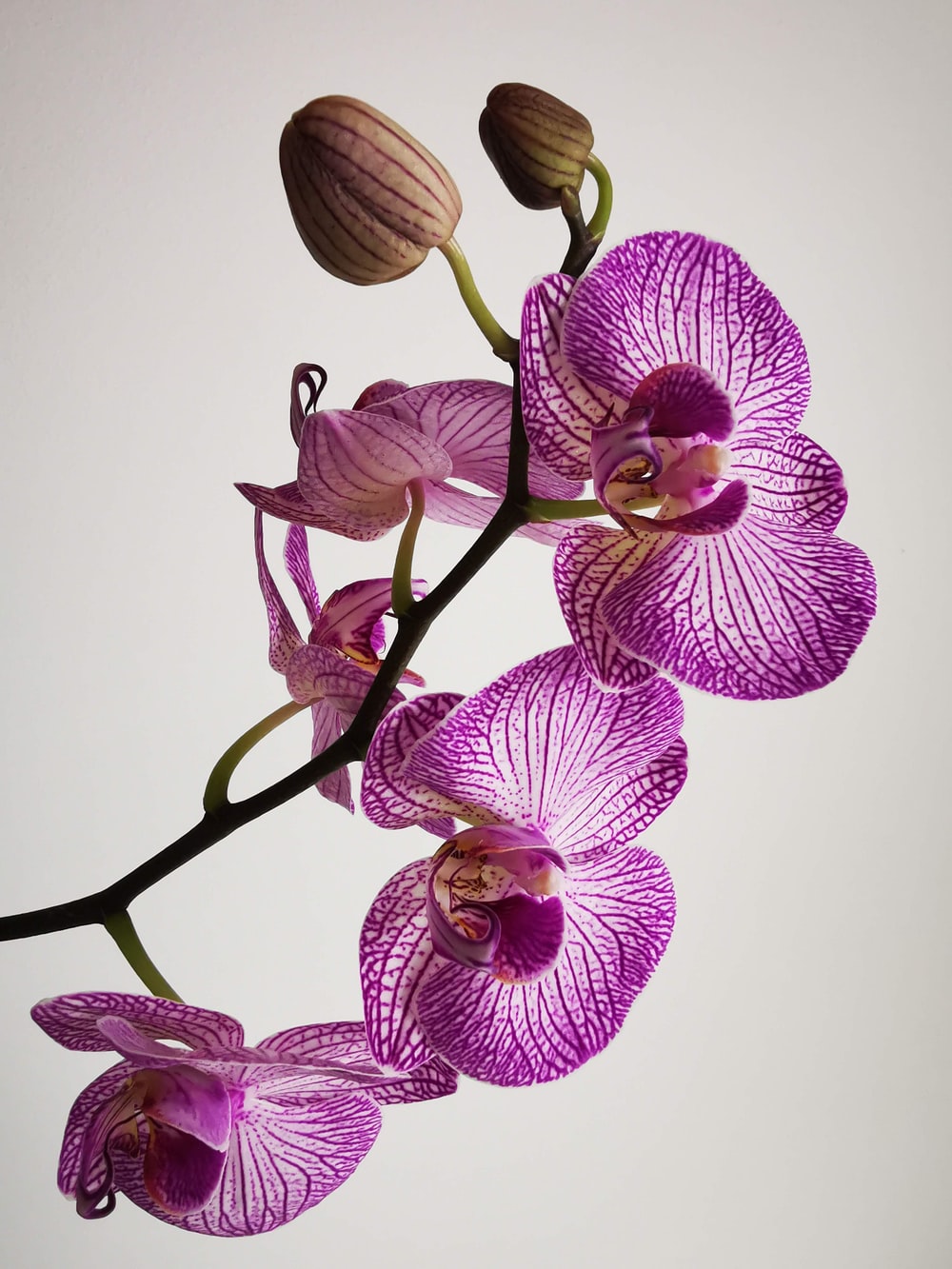 Orchid Wallpapers