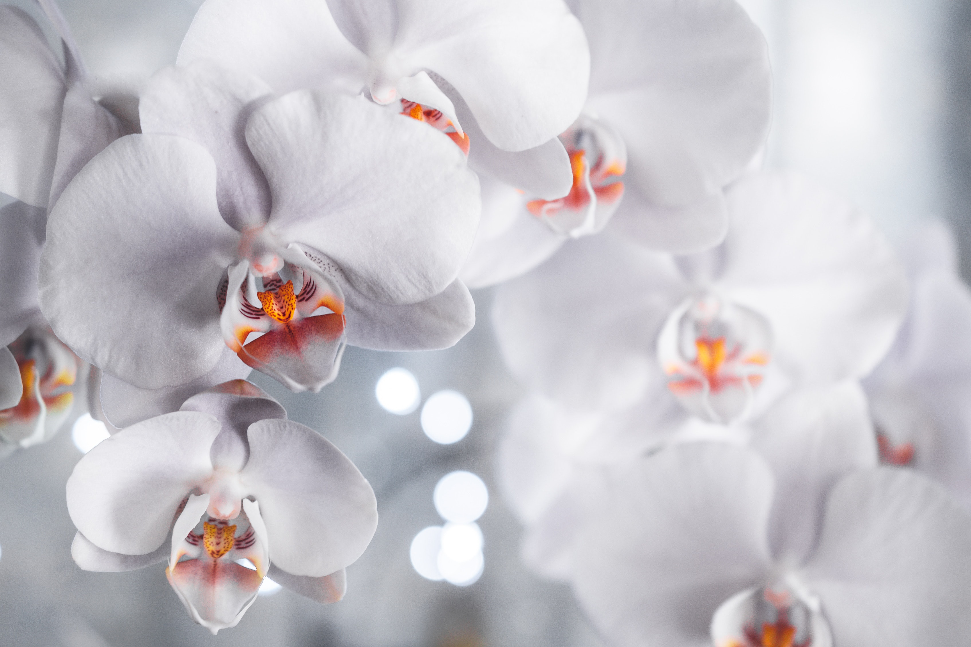 Orchid Wallpapers