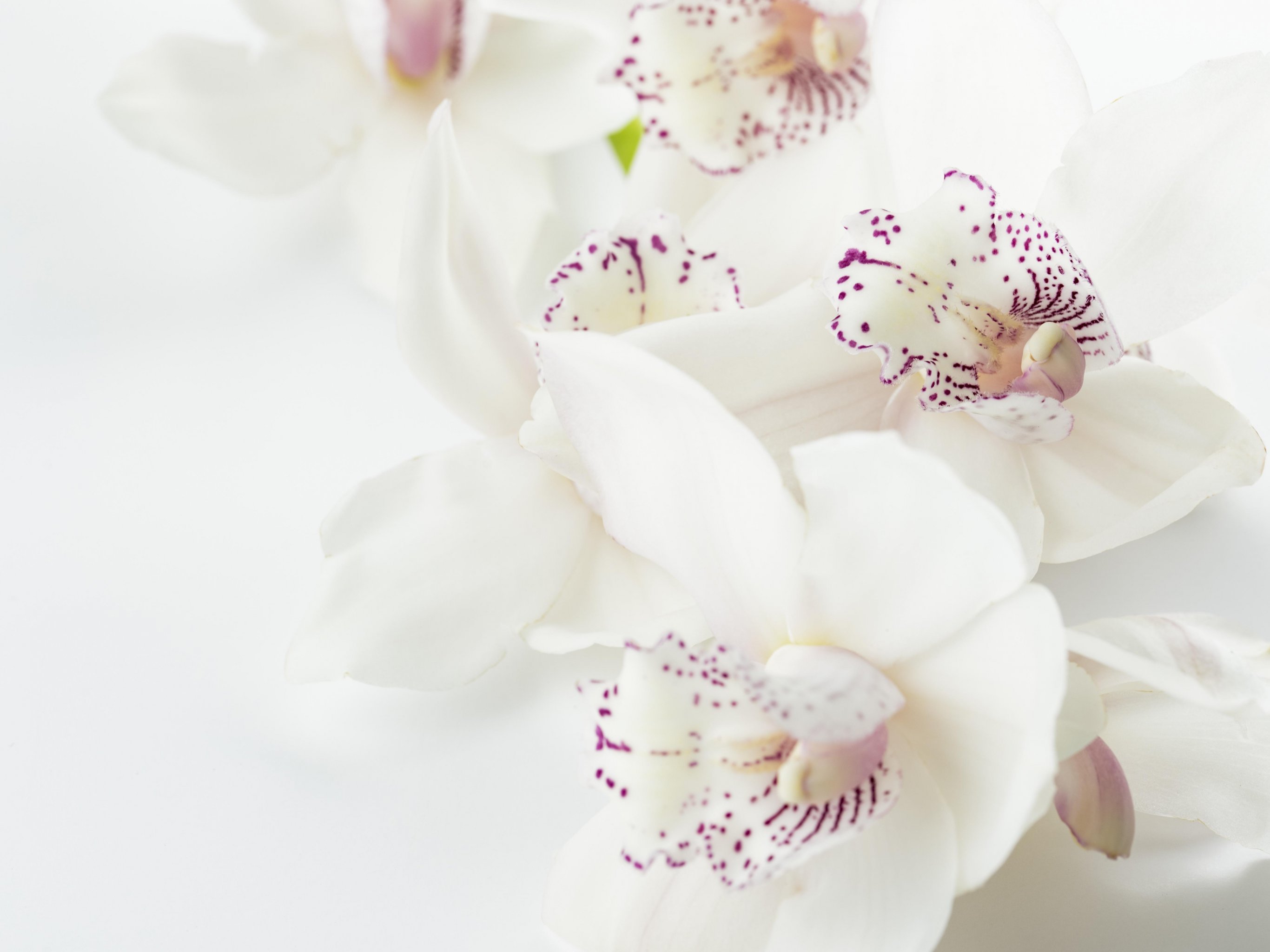 Orchid Wallpapers