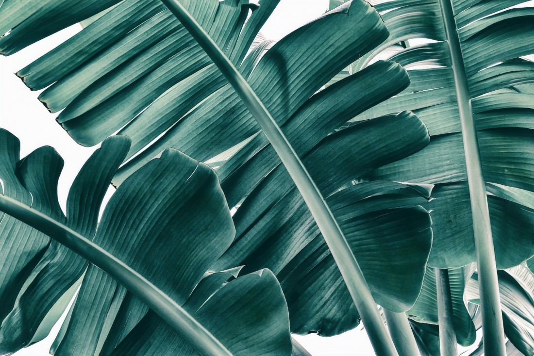 Palm Leaf Wallpapers