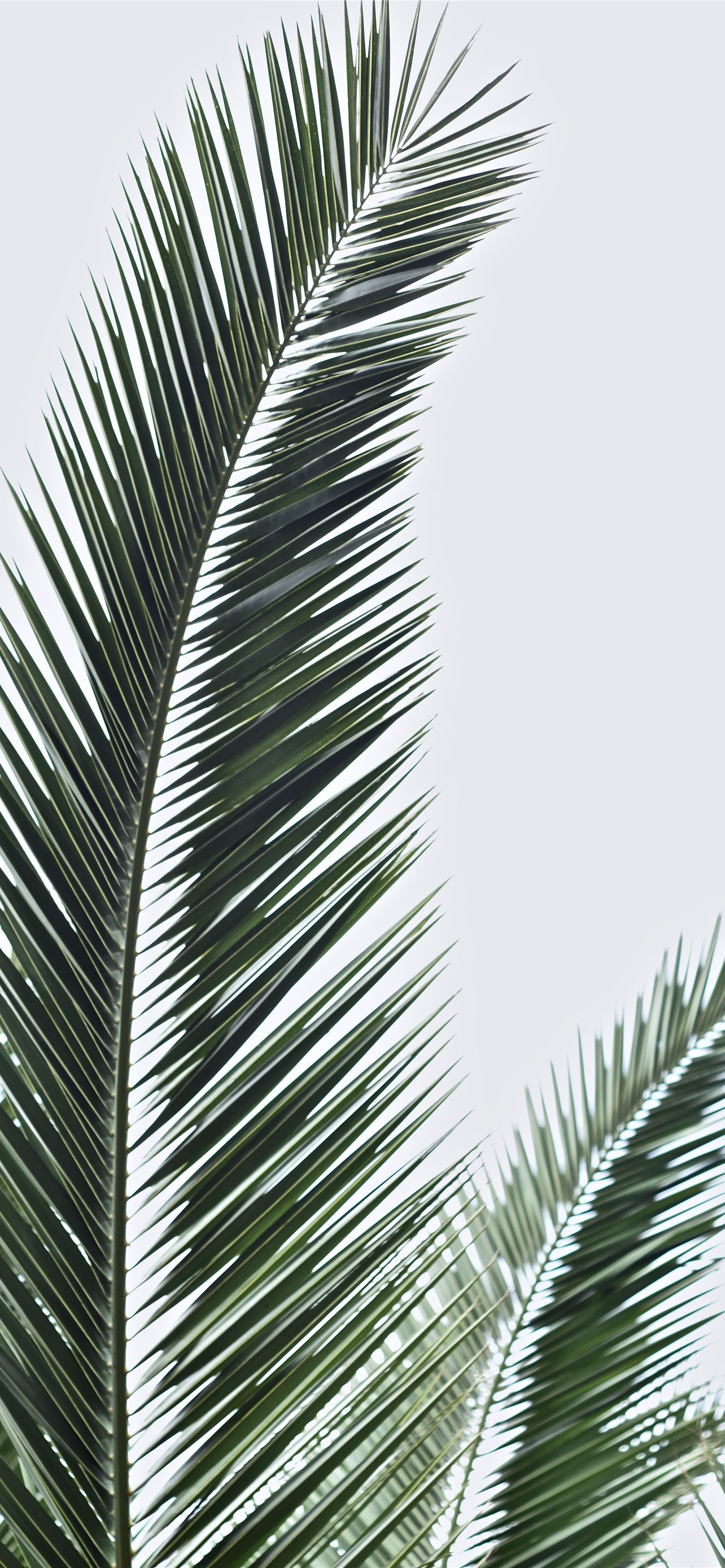 Palm Sunday Wallpapers