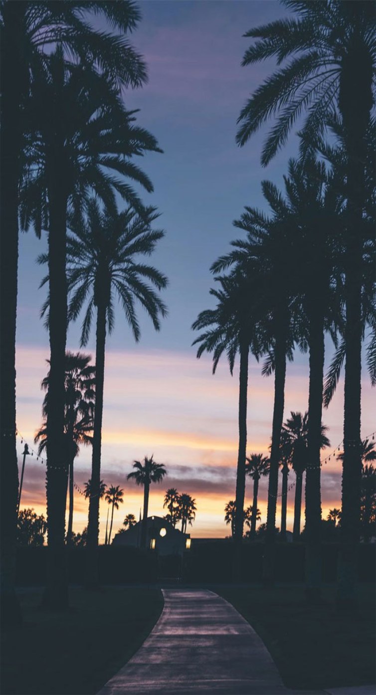 Palm Tree Wallpapers