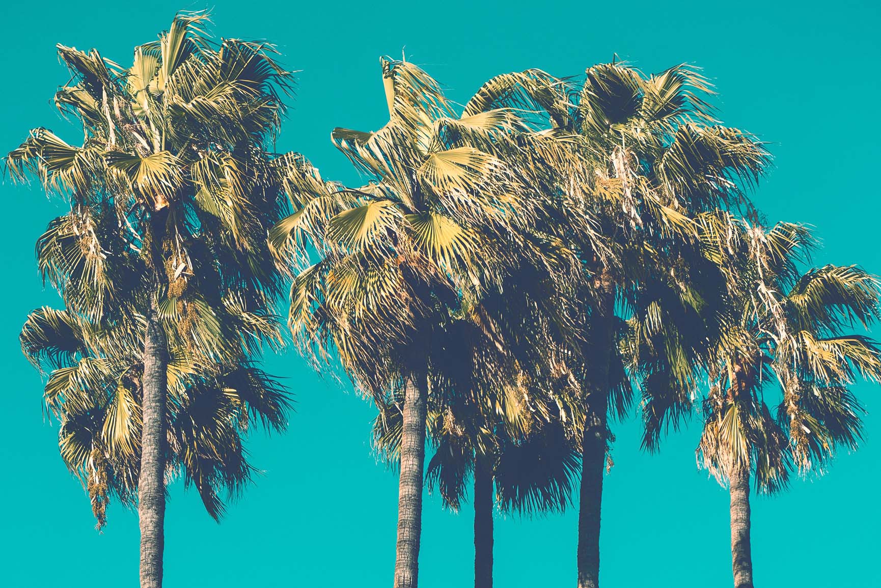 Palm Tree Wallpapers