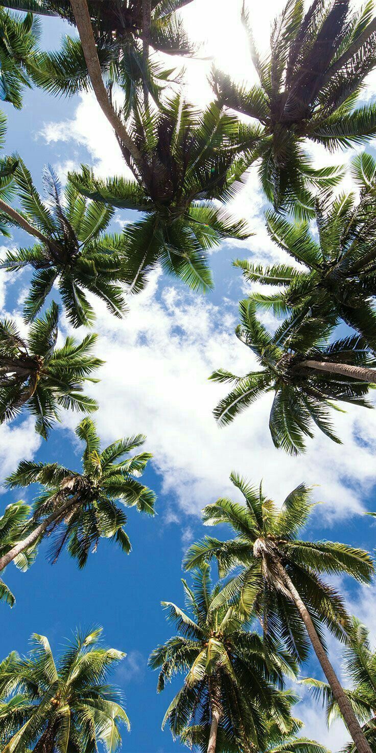 Palm Tree Wallpapers