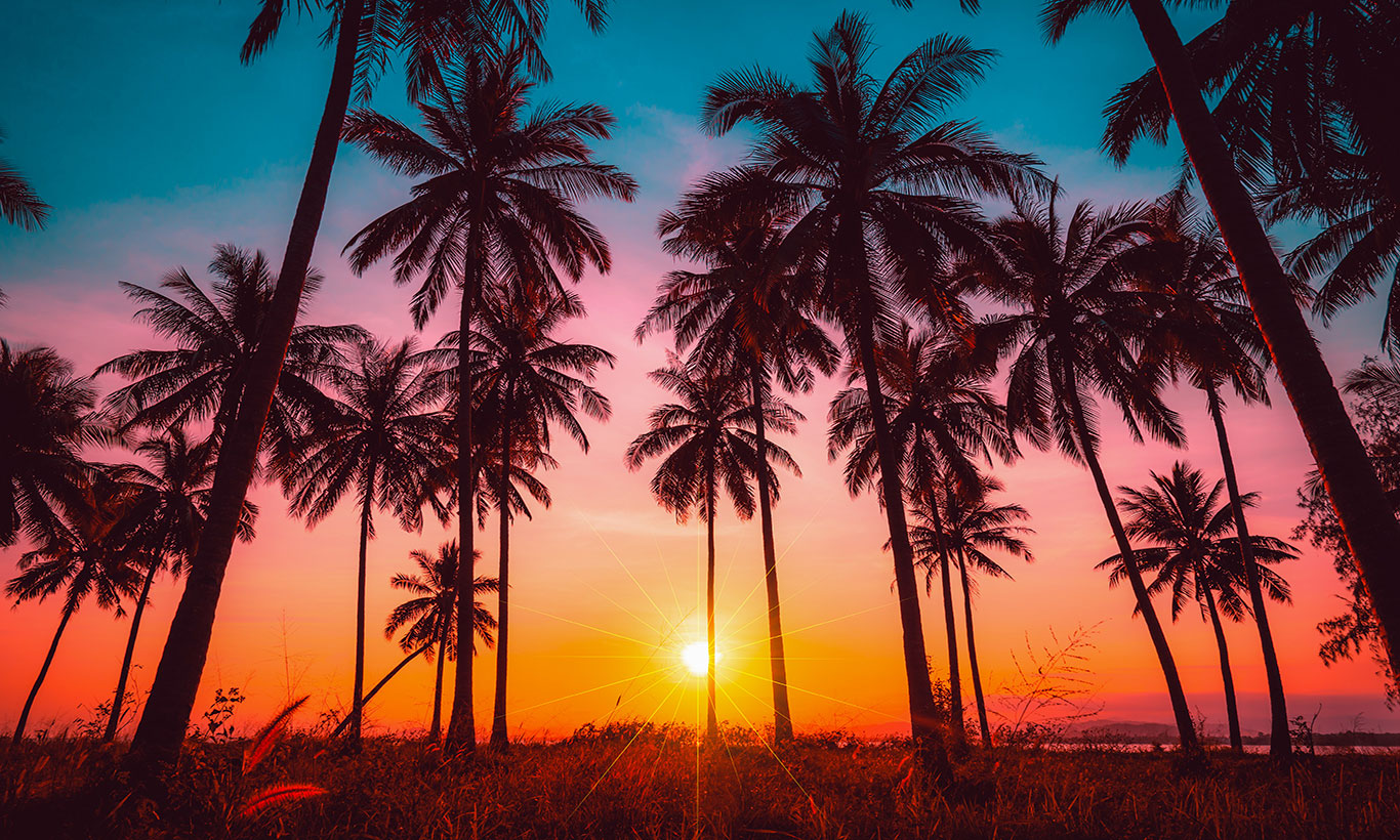 Palm Tree Wallpapers