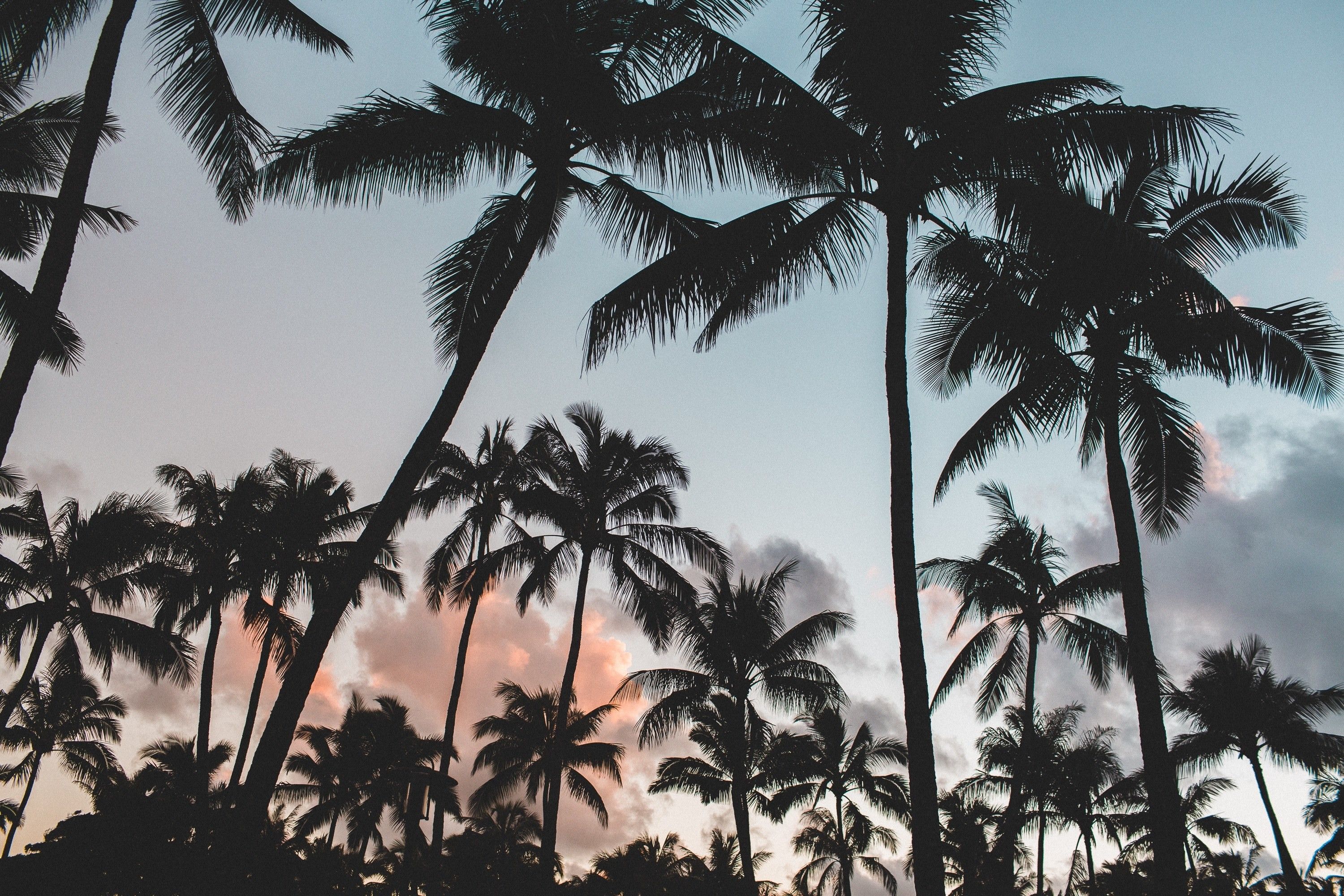 Palm Tree Wallpapers