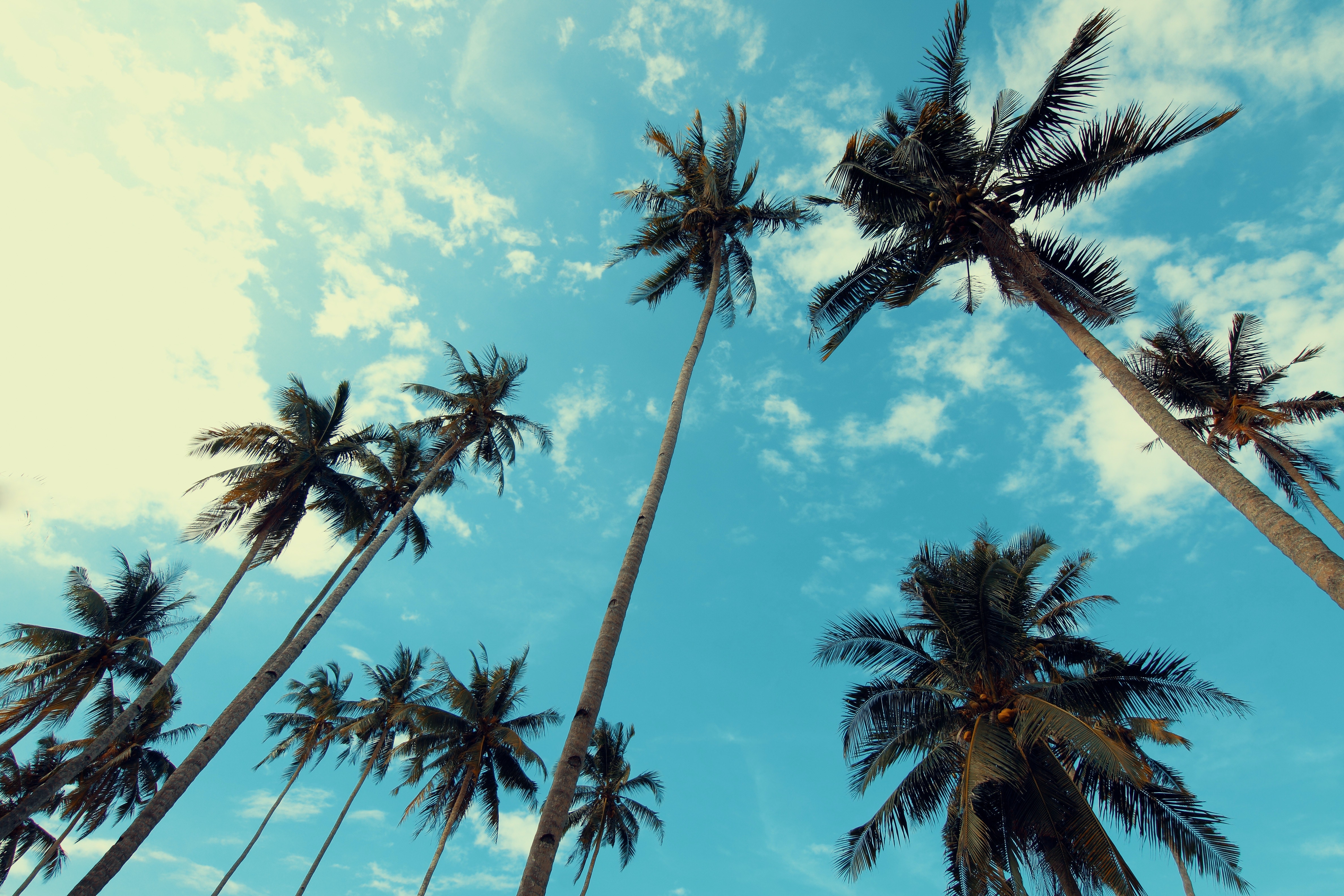 Palm Tree Wallpapers