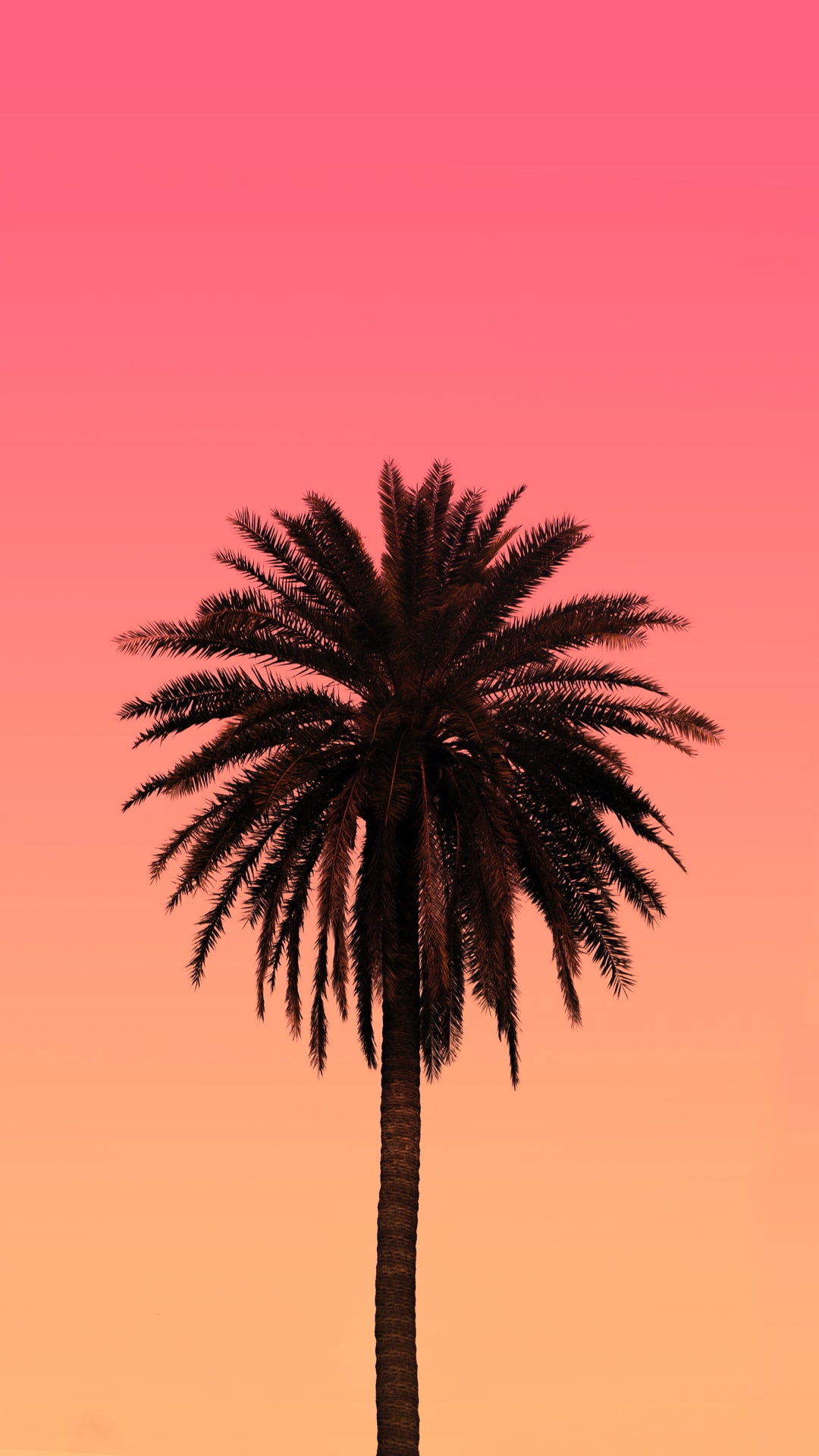 Palm Tree 4K Wallpapers