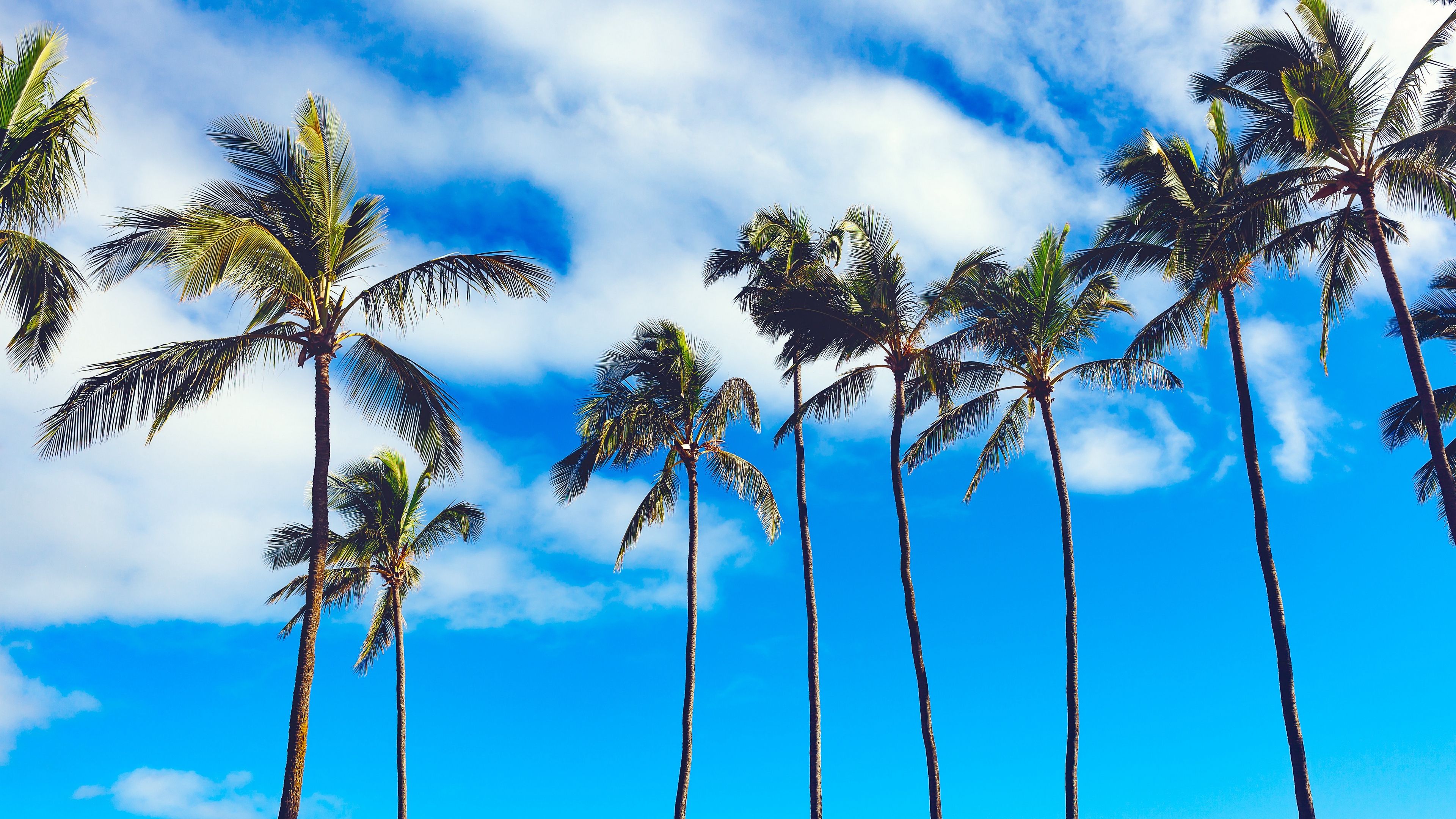 Palm Tree 4K Wallpapers