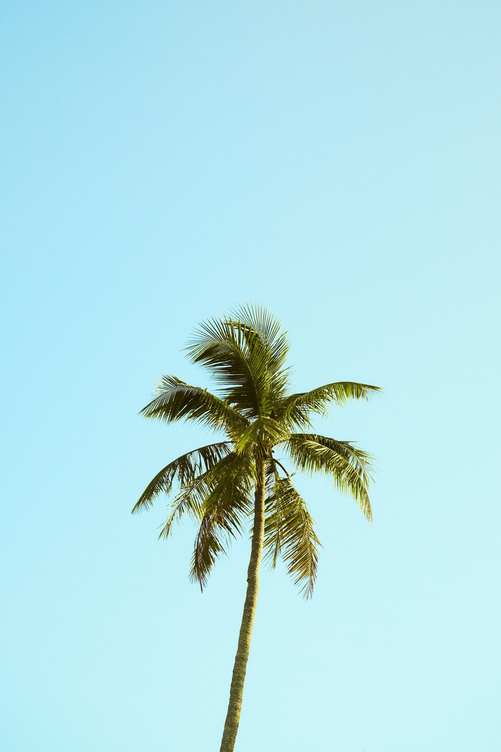 Palm Tree 4K Wallpapers