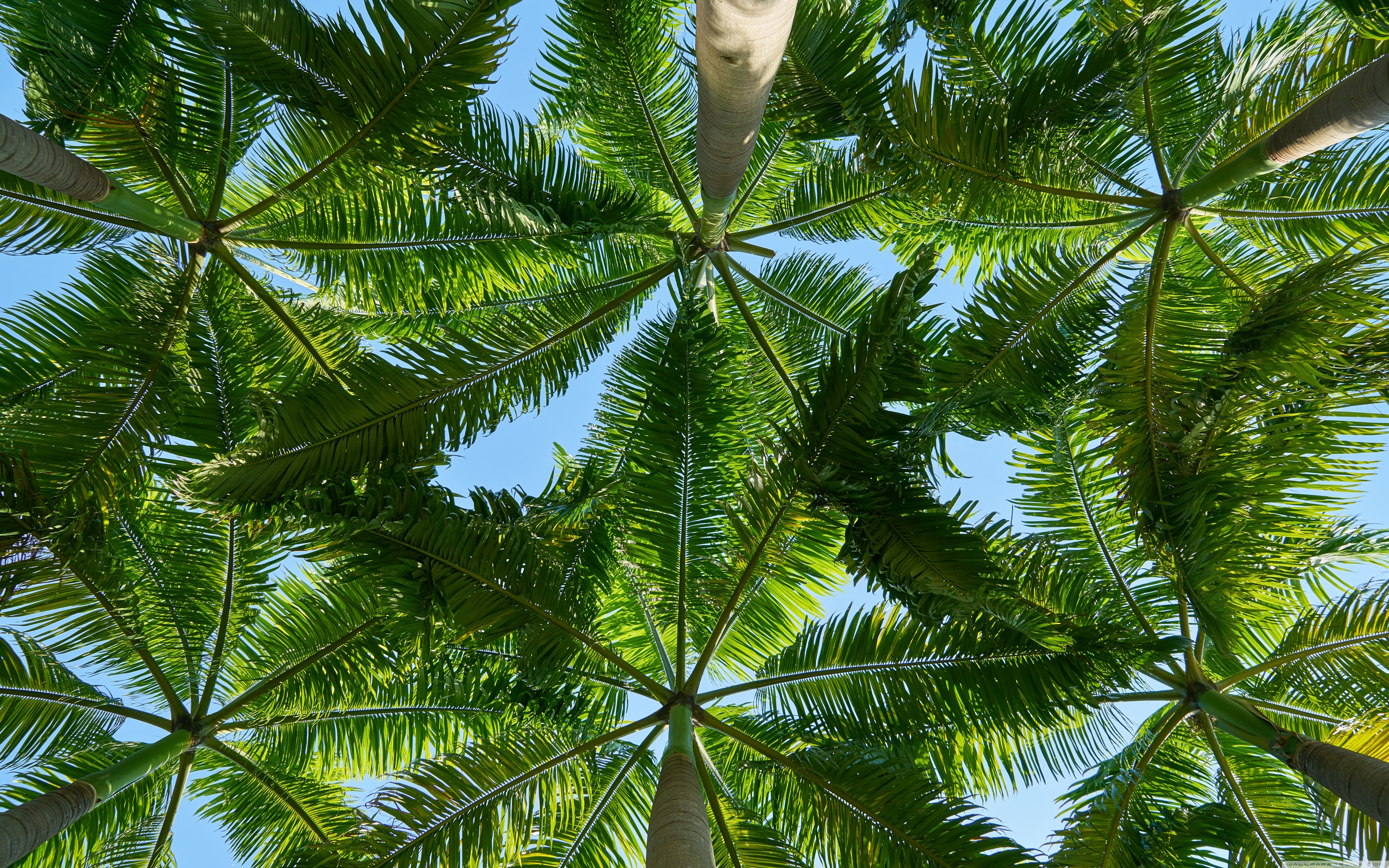 Palm Tree 4K Wallpapers