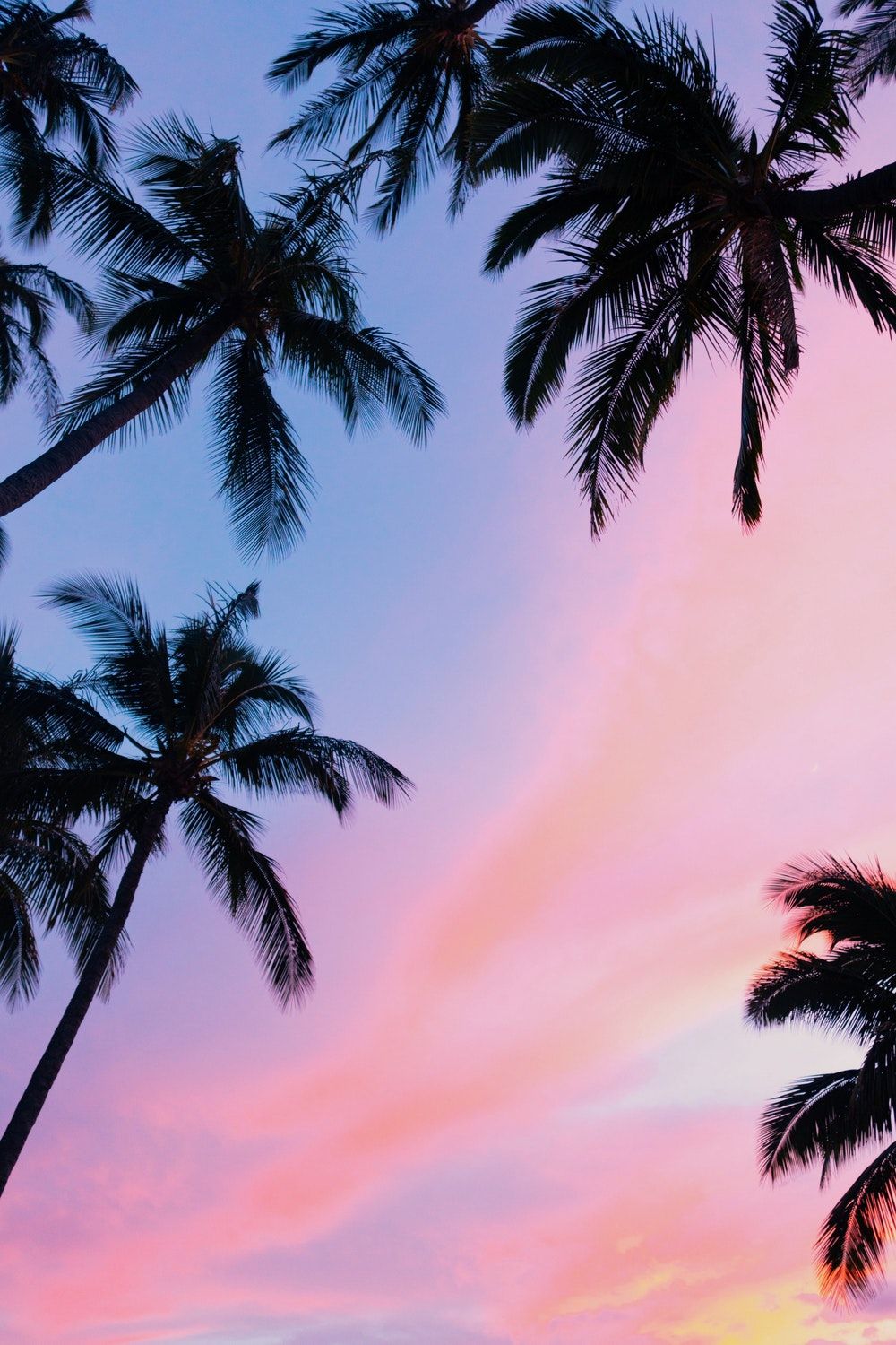 Palm Tree 4K Wallpapers