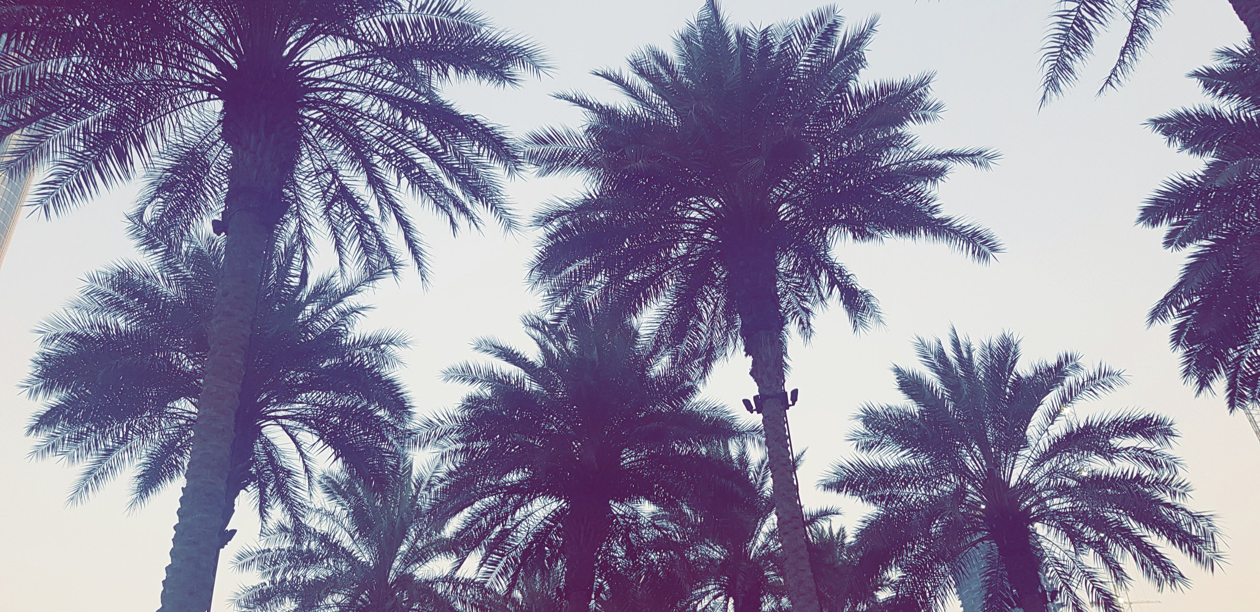 Palm Tree 4K Wallpapers