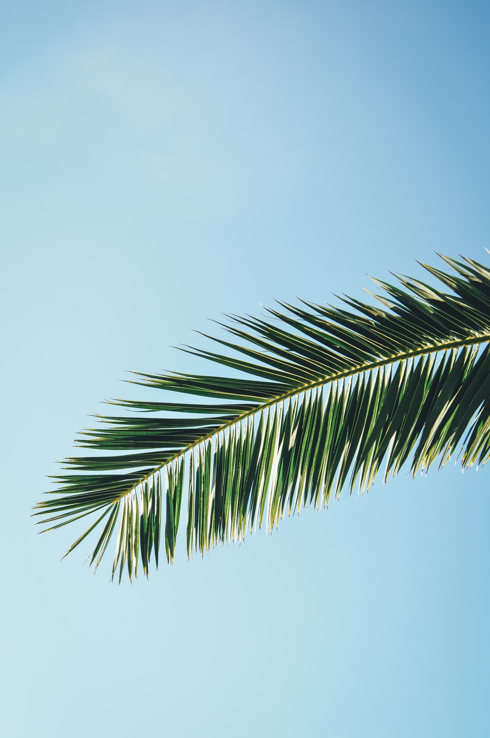 Palm Tree 4K Wallpapers