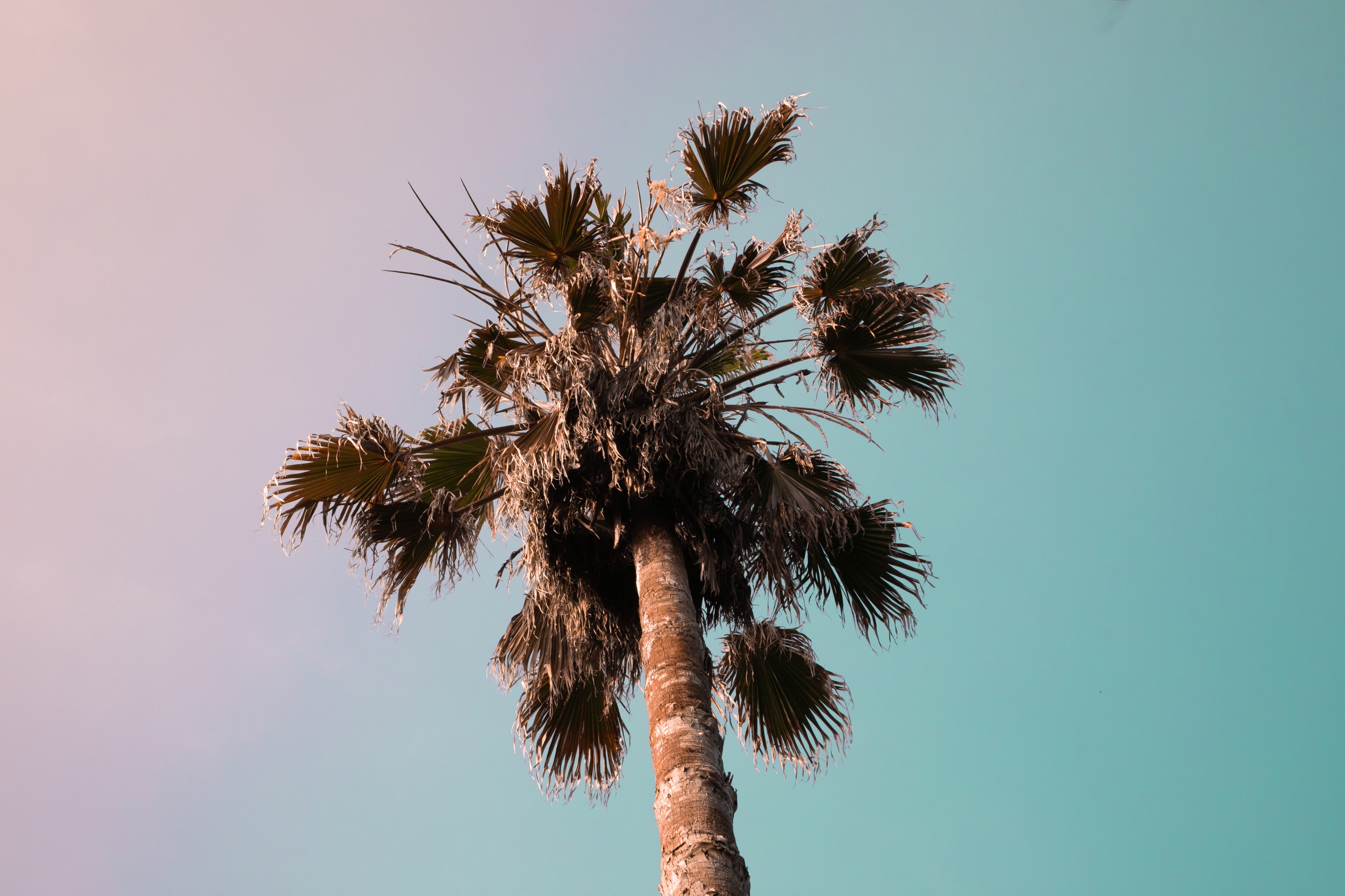 Palm Tree 4K Wallpapers