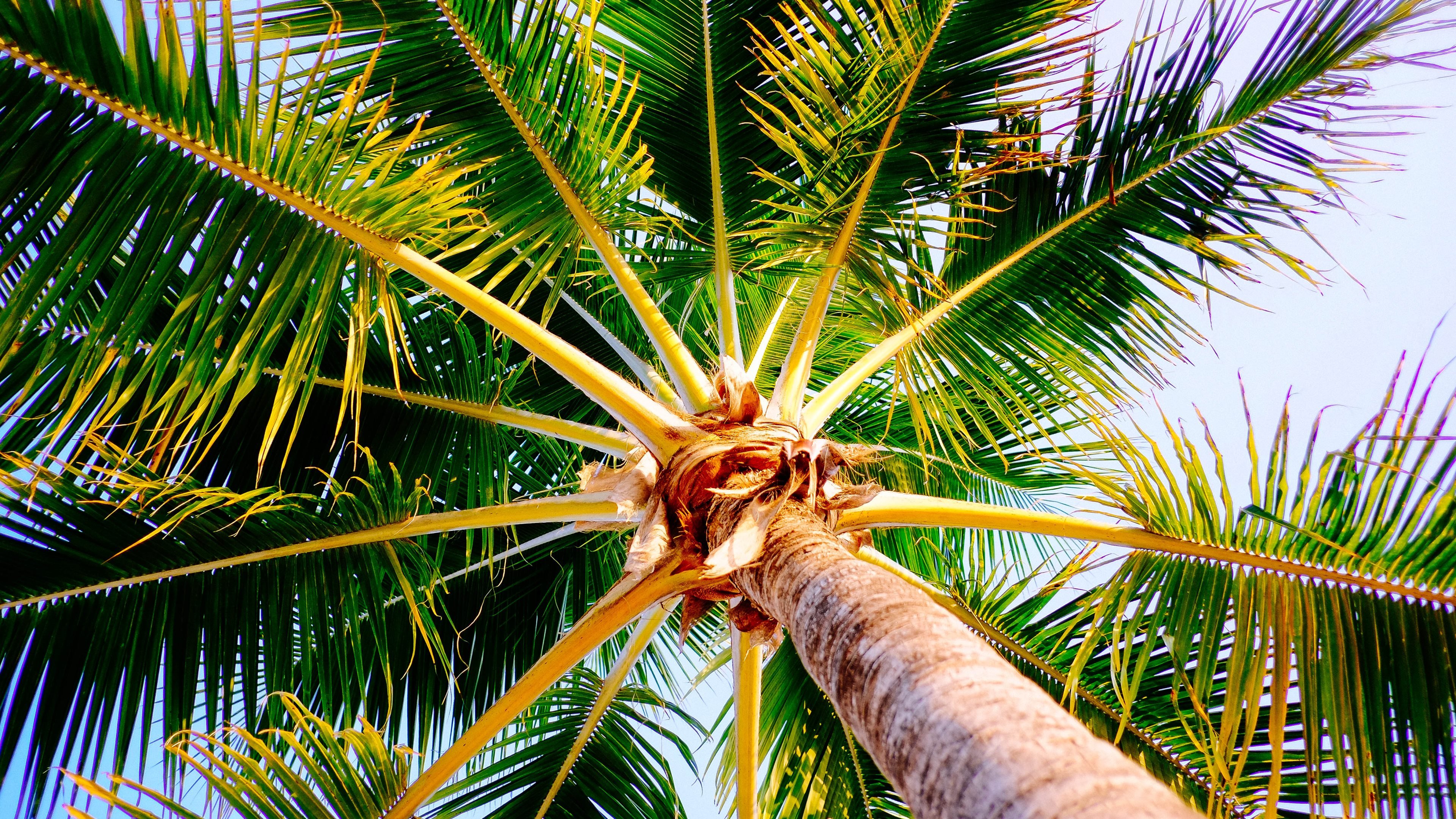 Palm Tree 4K Wallpapers