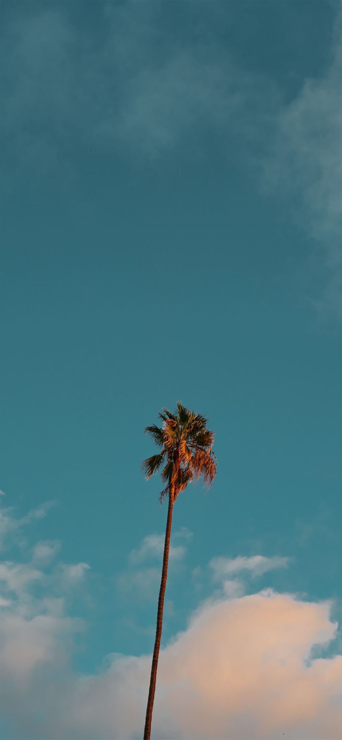 Palm Tree 4K Wallpapers