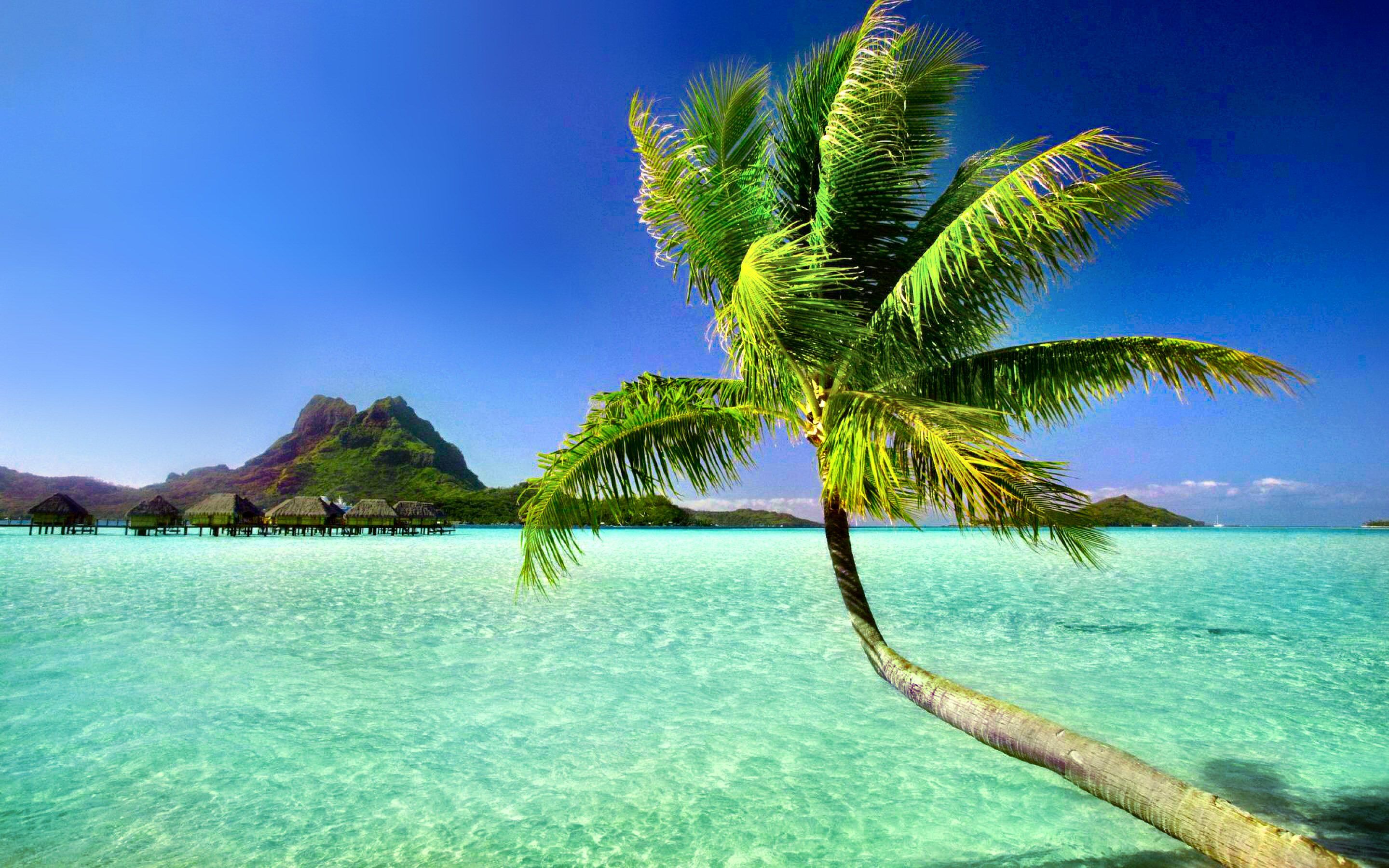 Palm Tree Beach Wallpapers