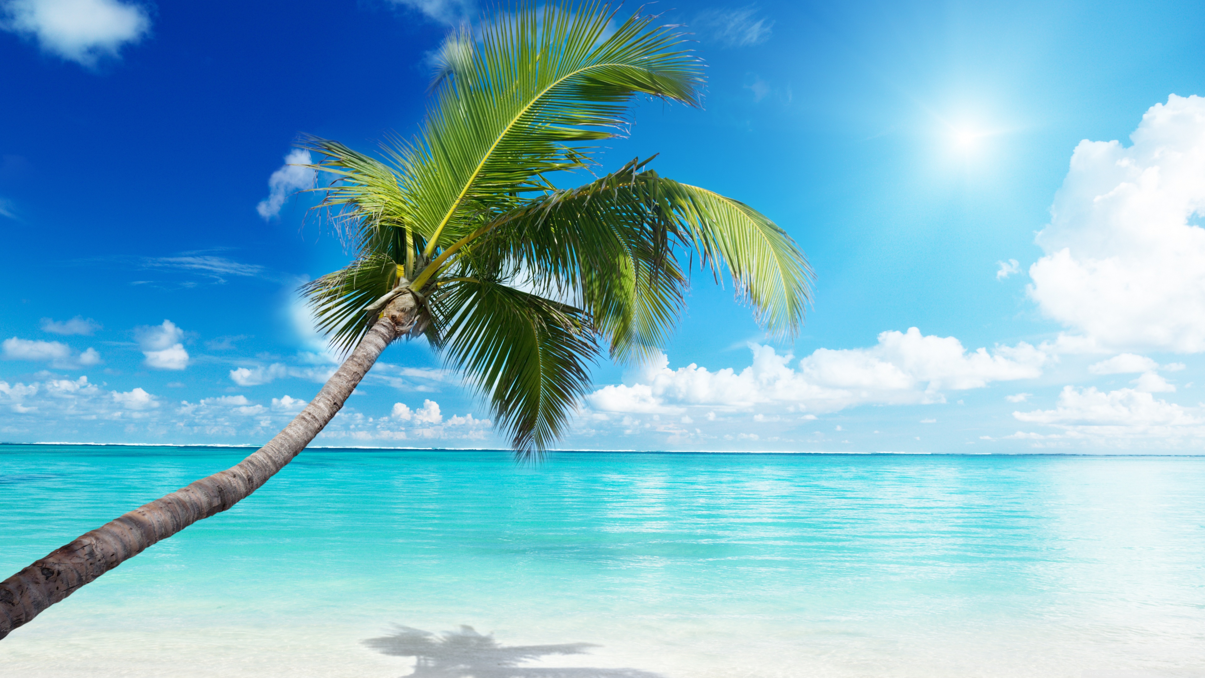 Palm Tree Beach Wallpapers