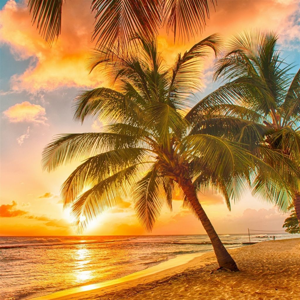 Palm Tree Beach Wallpapers