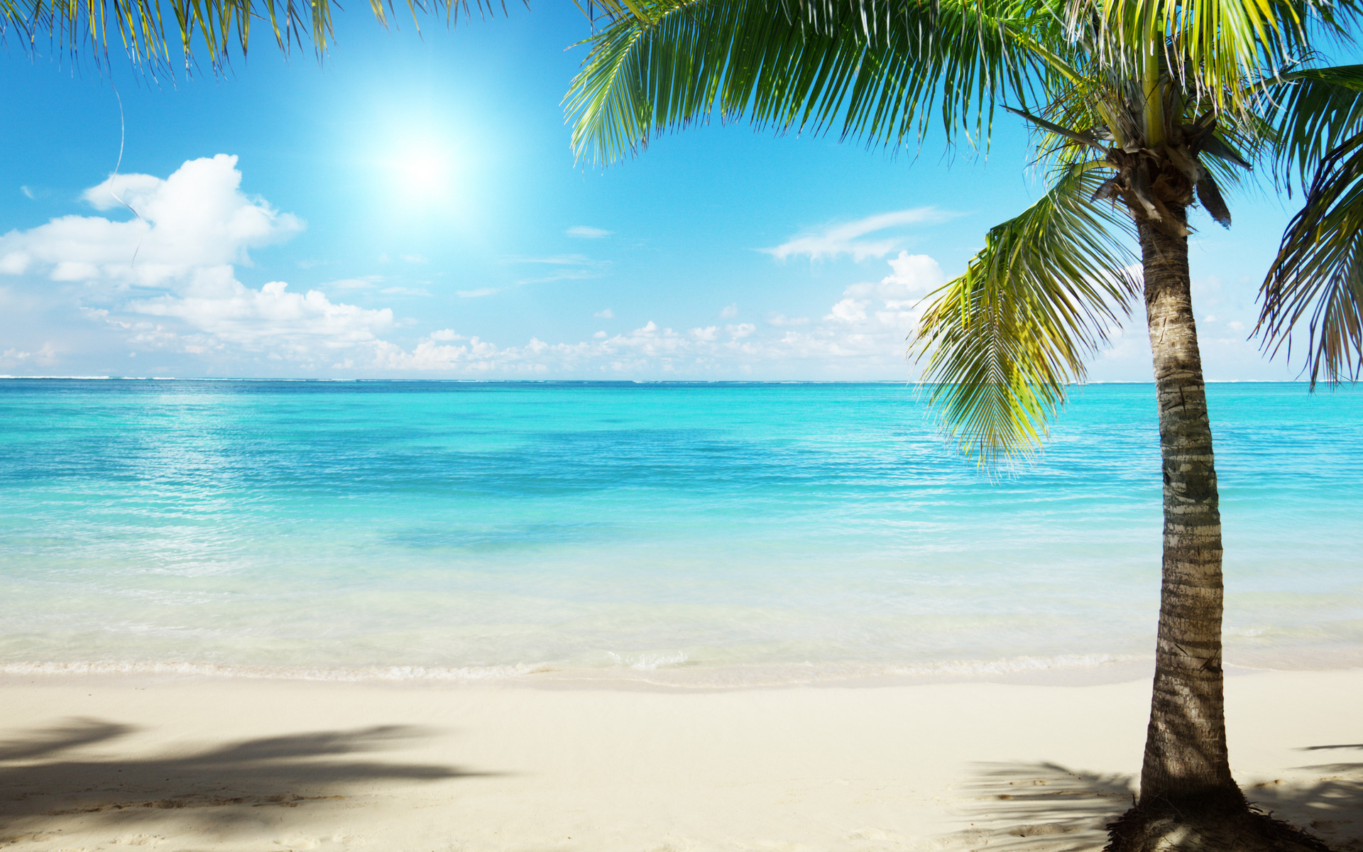 Palm Tree Beach Wallpapers