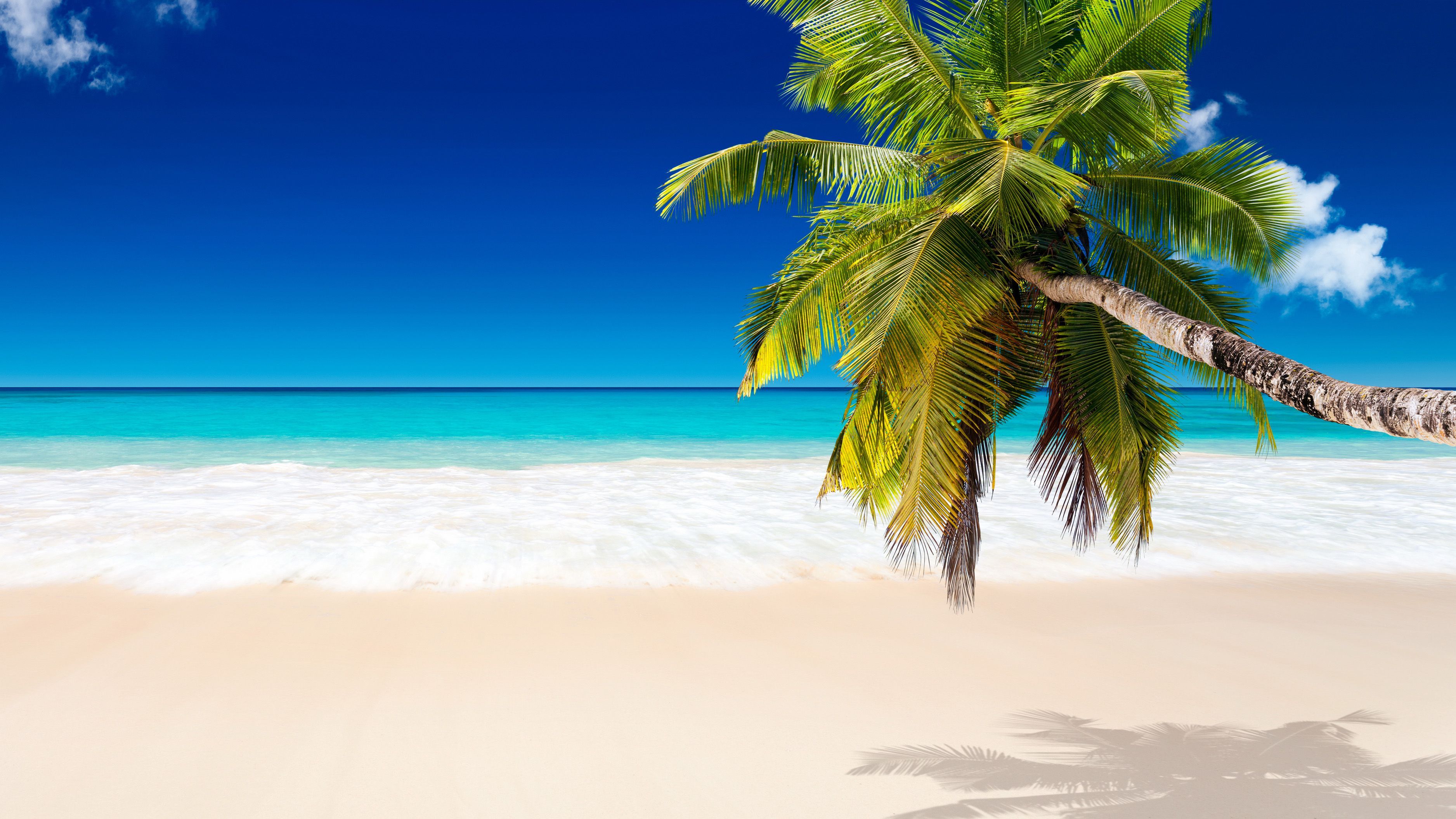 Palm Tree Beach Wallpapers