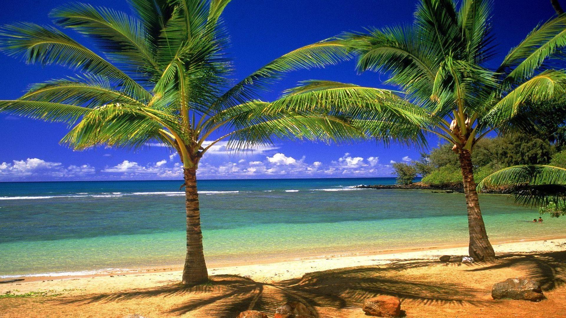 Palm Tree Beach Wallpapers