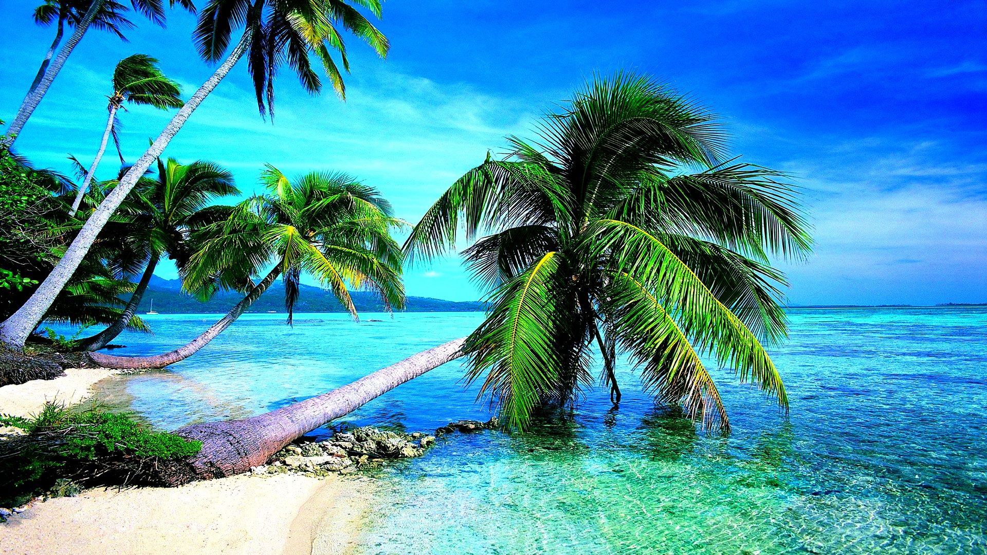 Palm Tree Beach Wallpapers