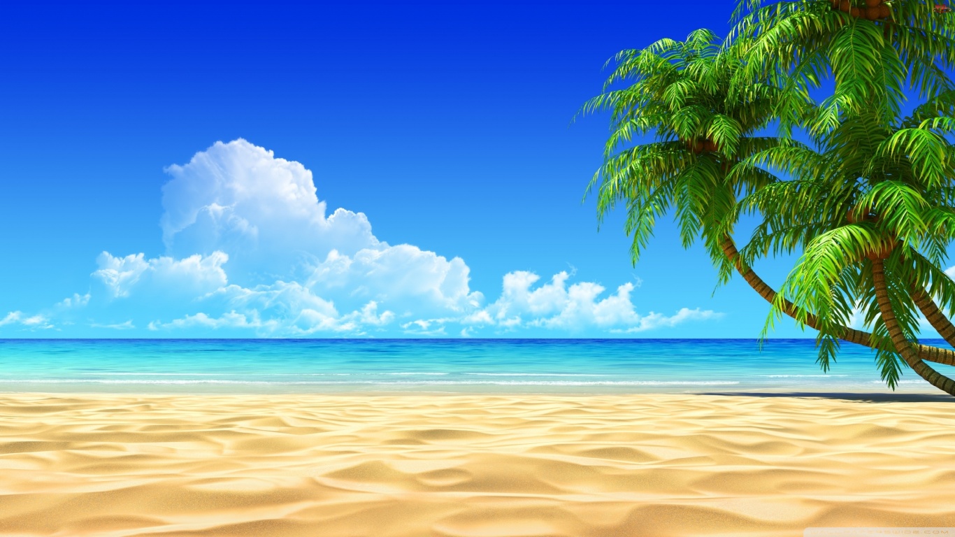 Palm Tree Beach Wallpapers