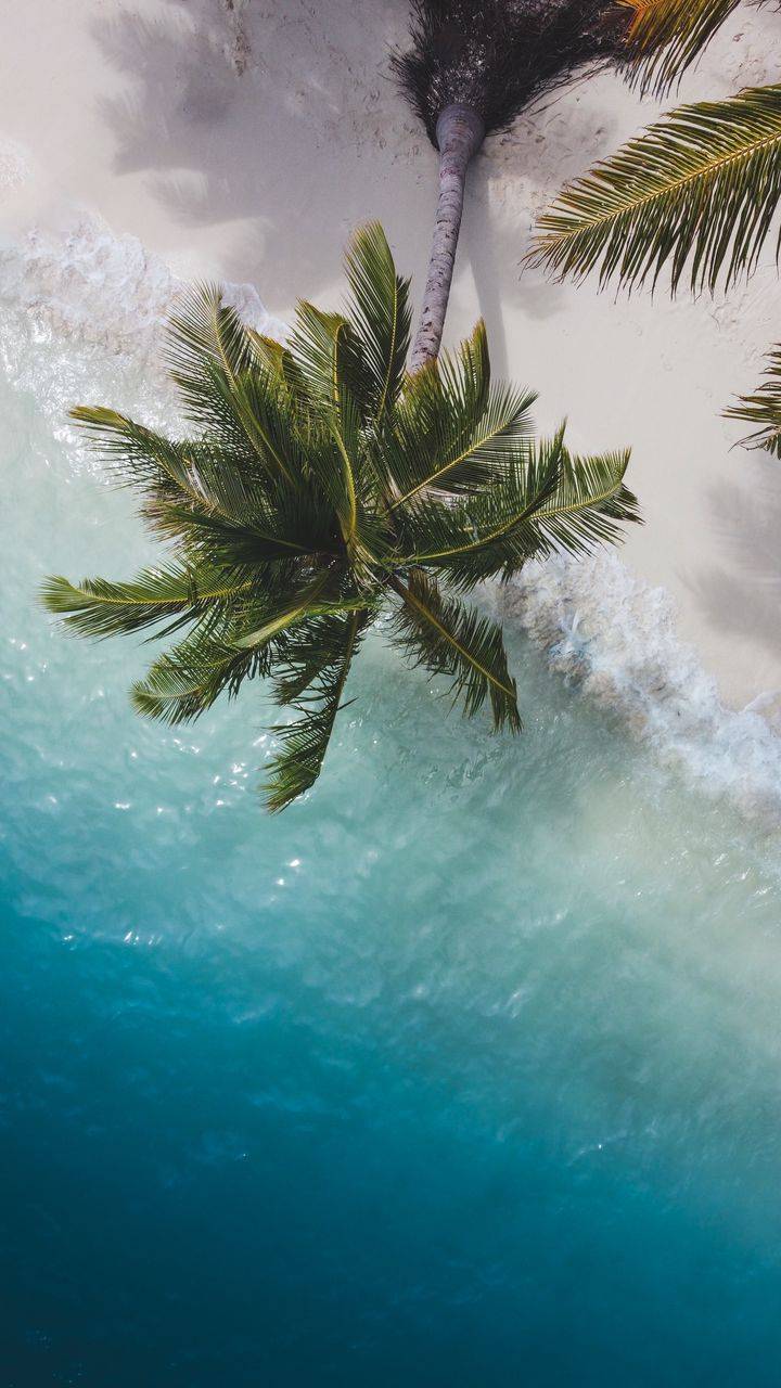 Palm Tree Beach Wallpapers