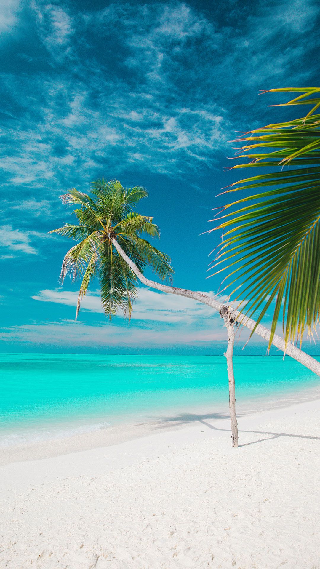 Palm Tree Beach Wallpapers