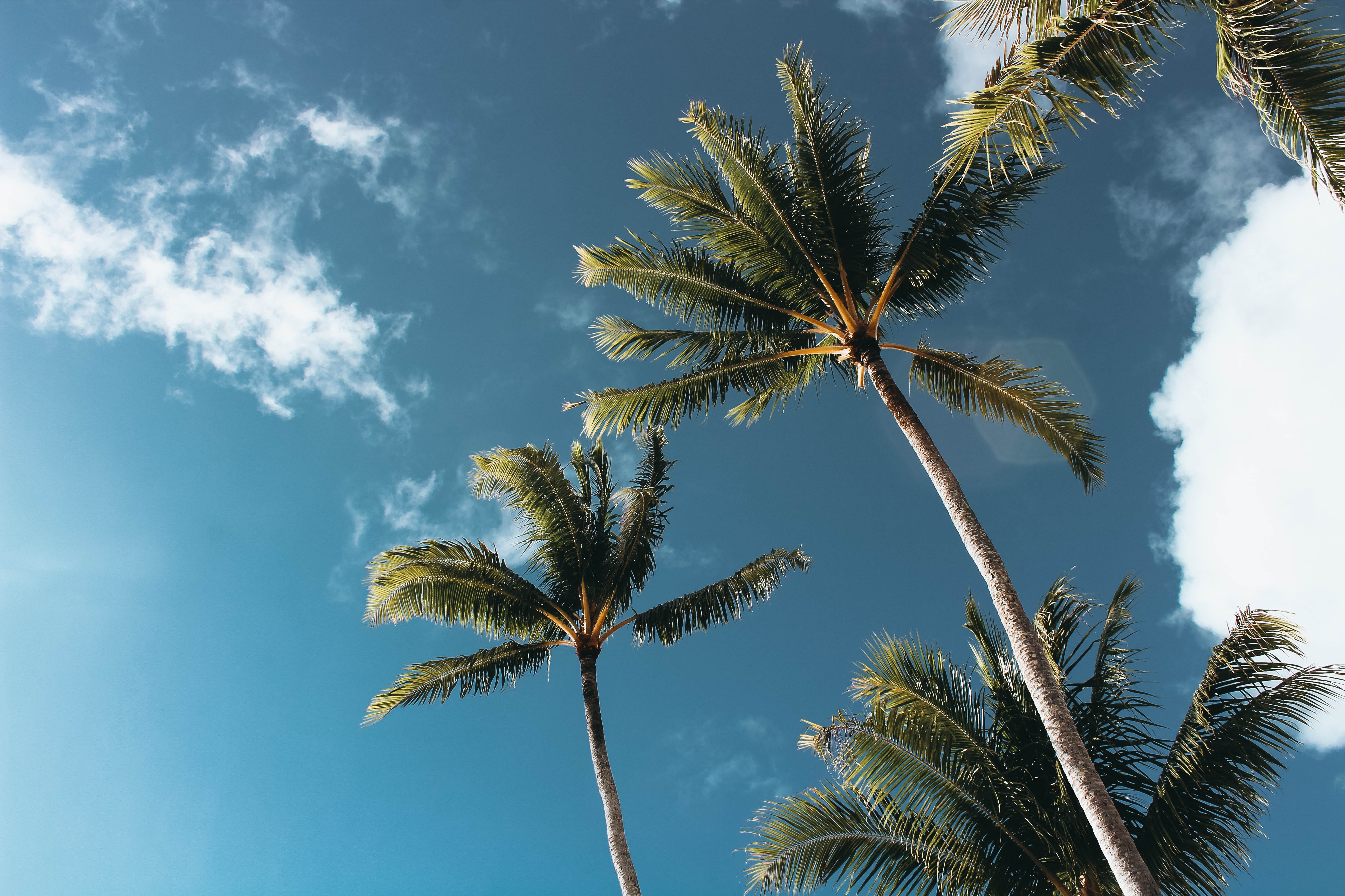 Palm Tree Desktop Wallpapers