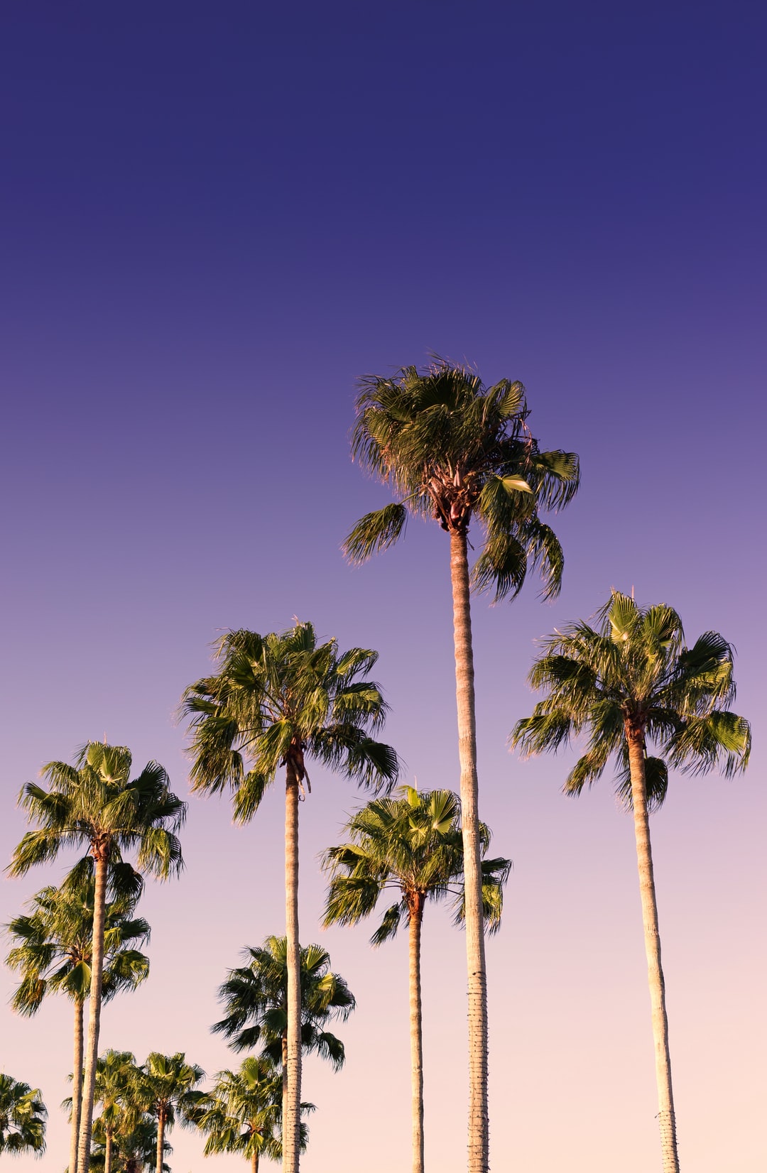 Palm Tree Desktop Wallpapers