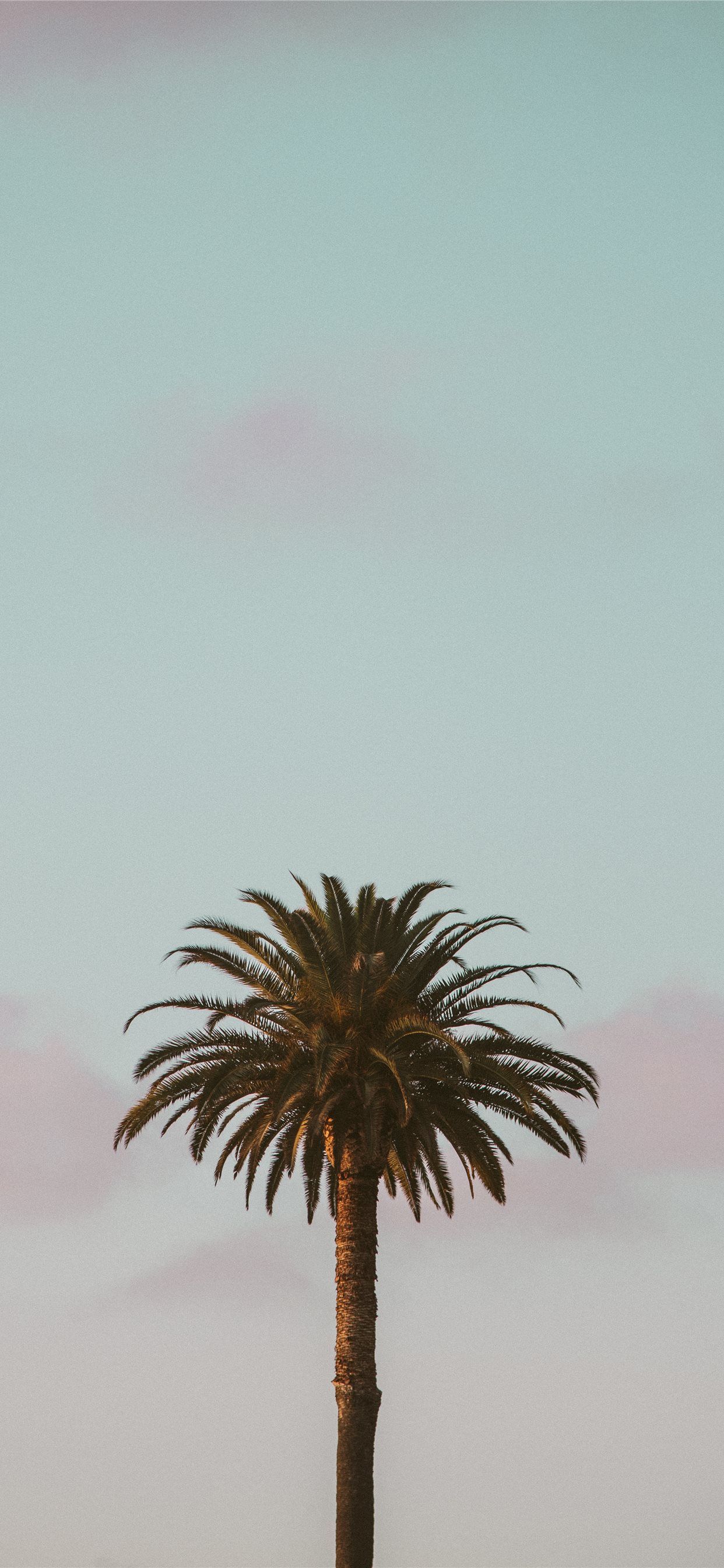 Palm Tree Iphone Wallpapers