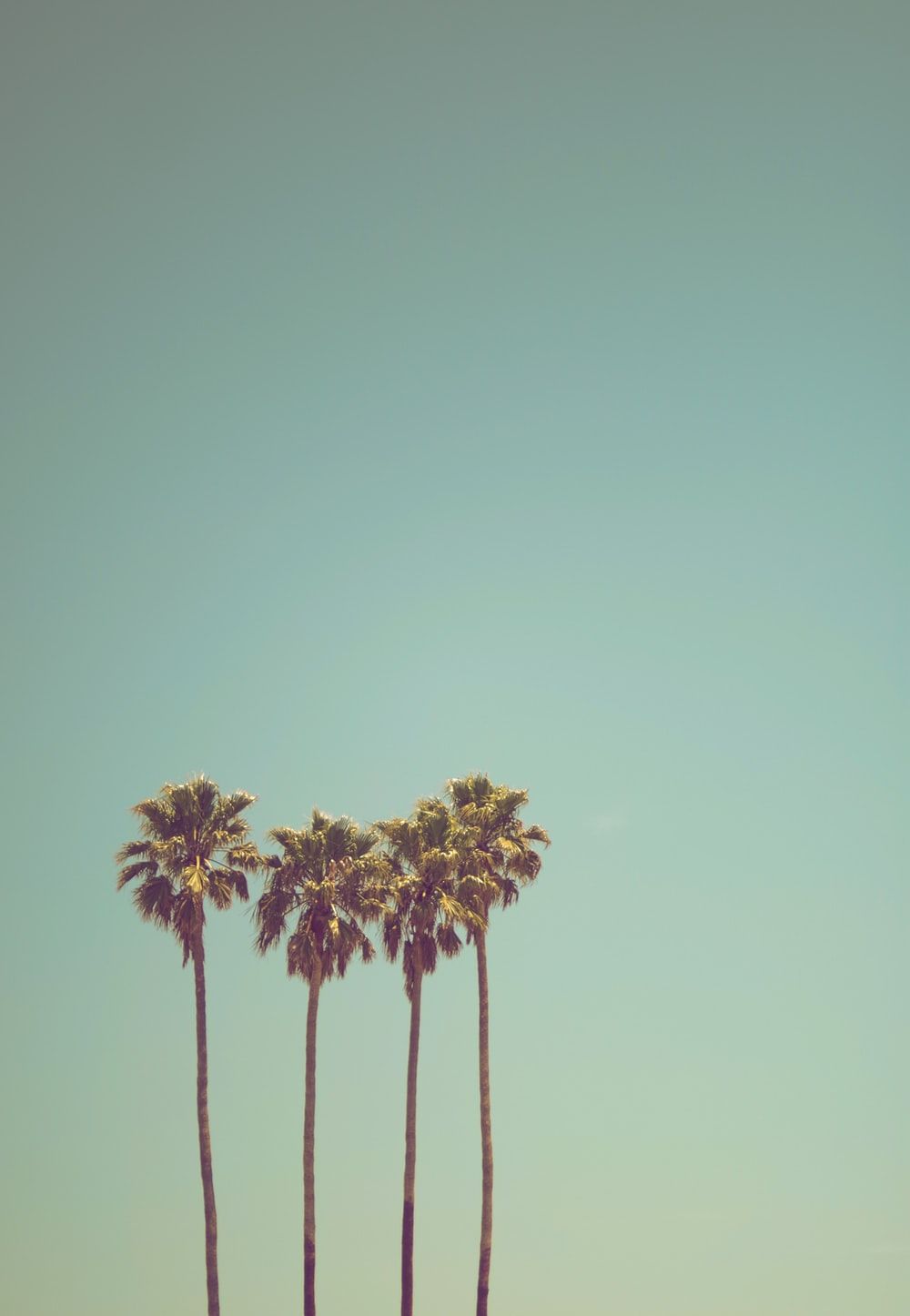 Palm Tree Iphone Wallpapers