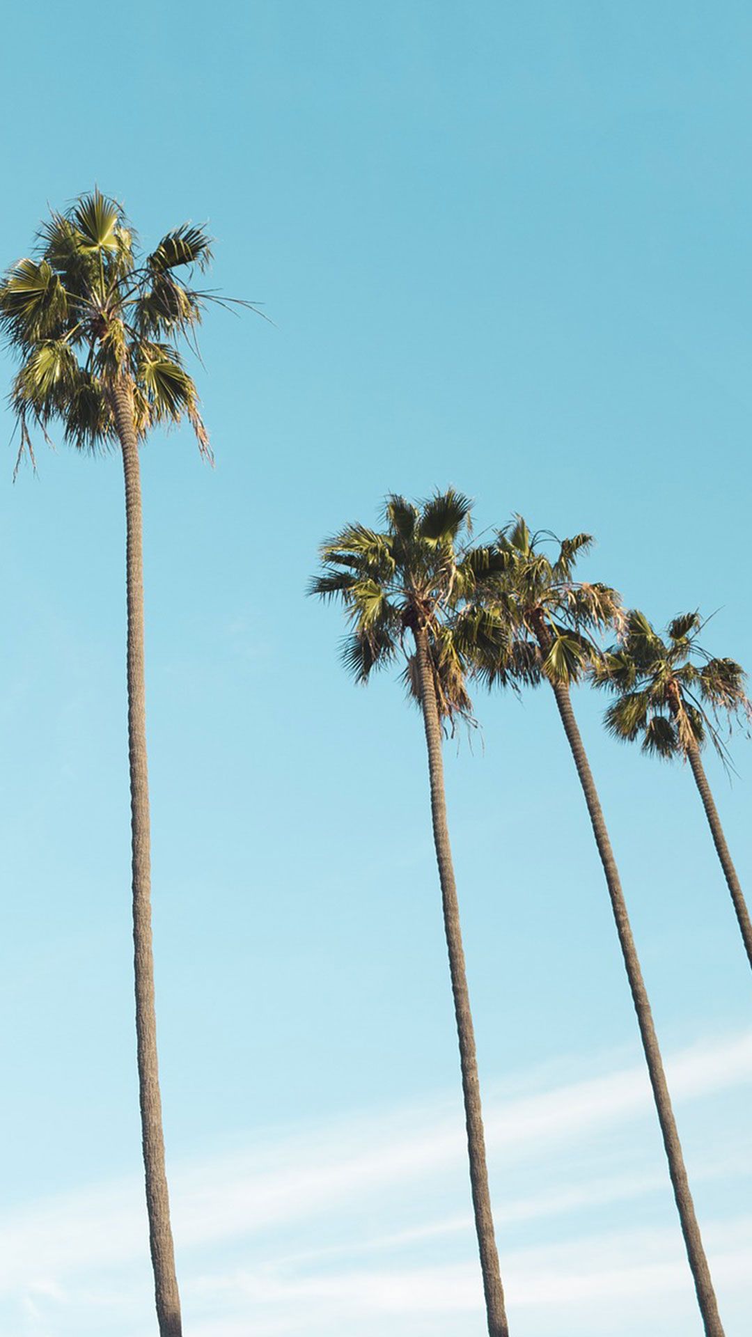 Palm Tree Iphone Wallpapers