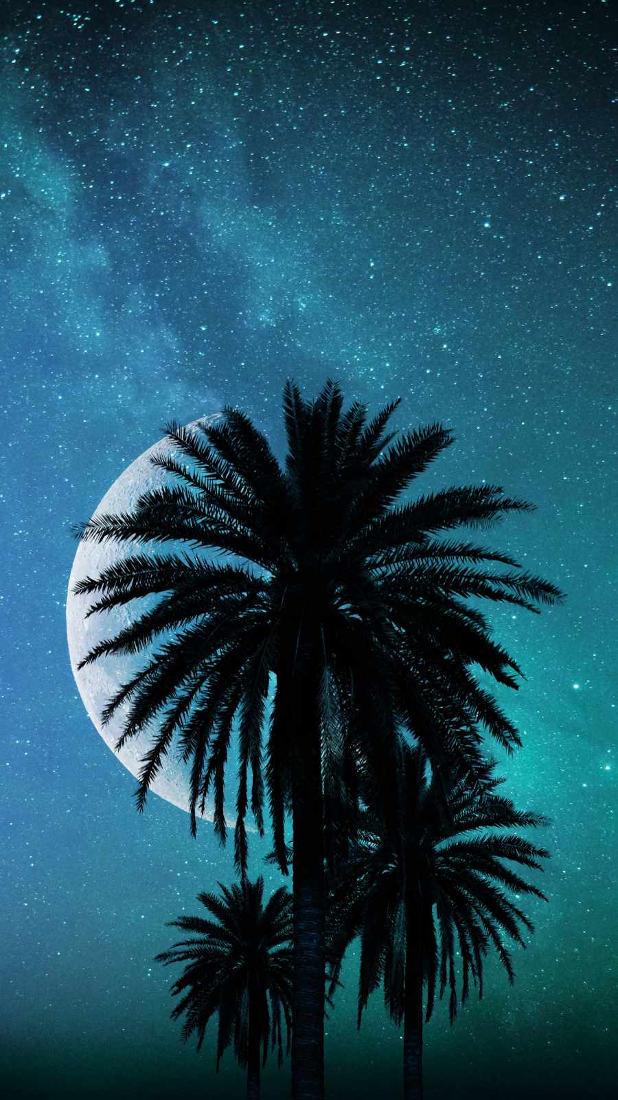 Palm Tree Iphone Wallpapers