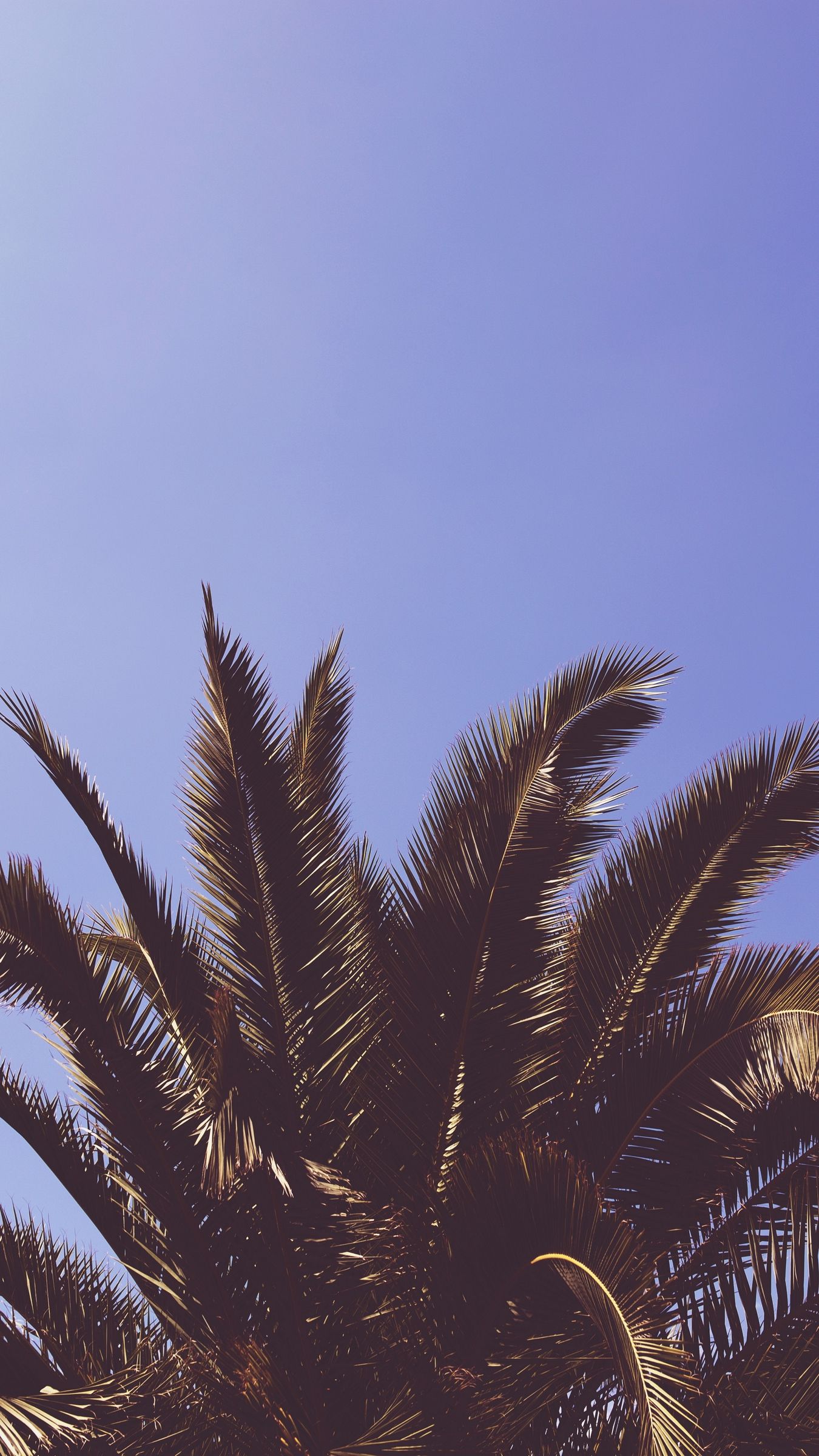 Palm Tree Iphone Wallpapers