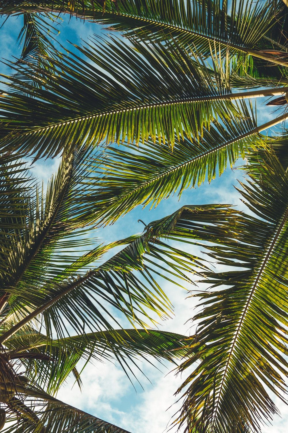 Palm Tree Iphone Hd Wallpapers