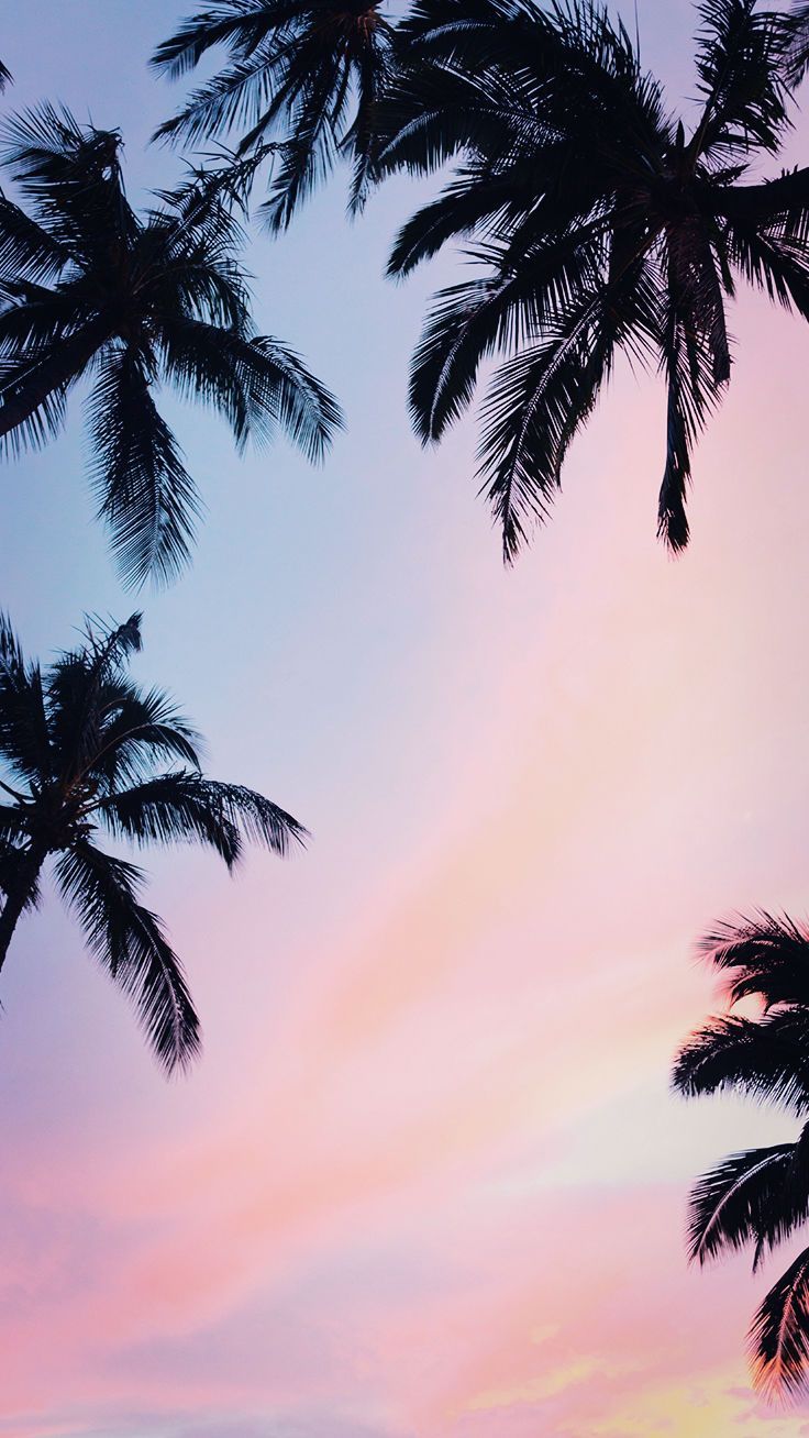 Palm Tree Iphone Hd Wallpapers