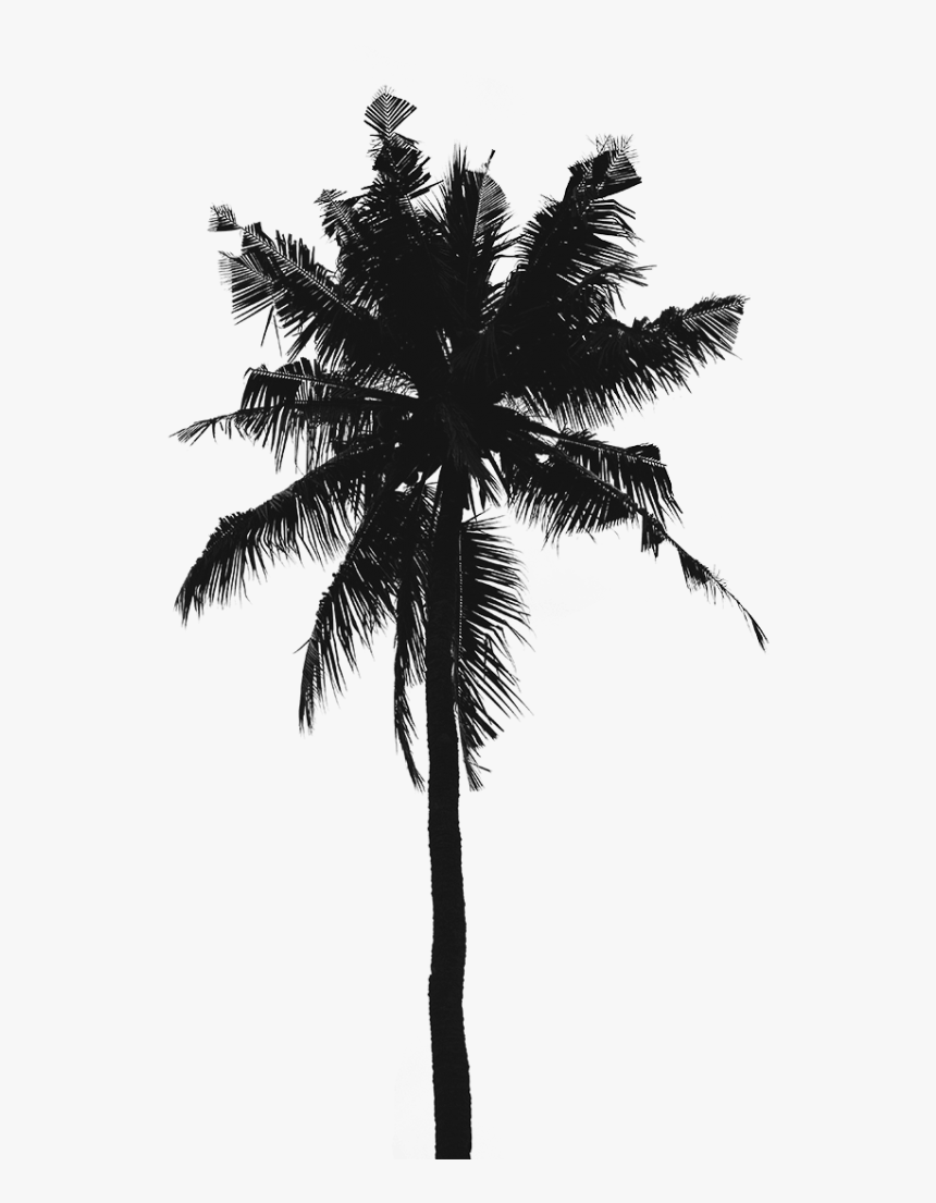 Palm Tree Iphone Hd Wallpapers