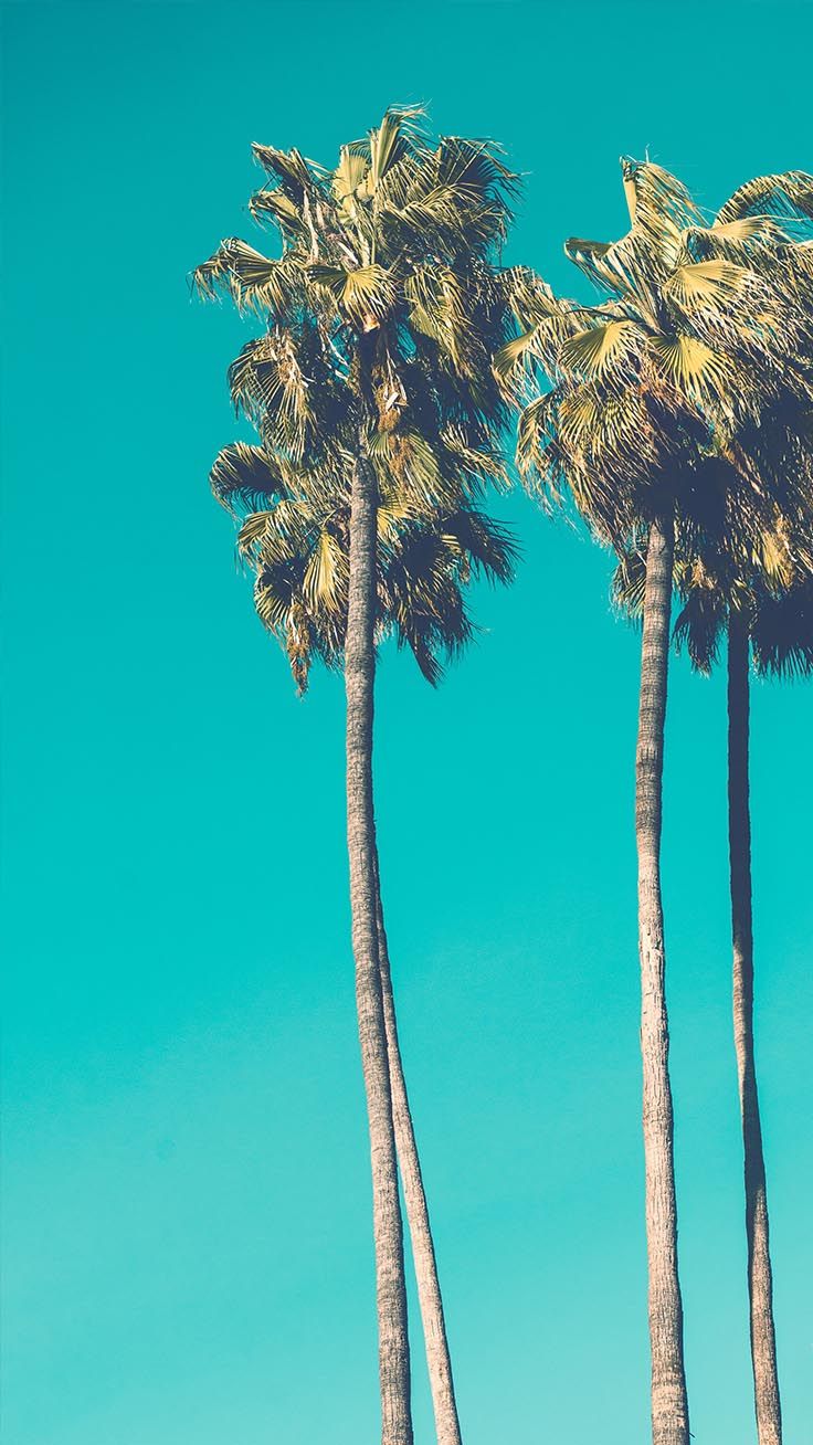 Palm Tree Iphone Hd Wallpapers