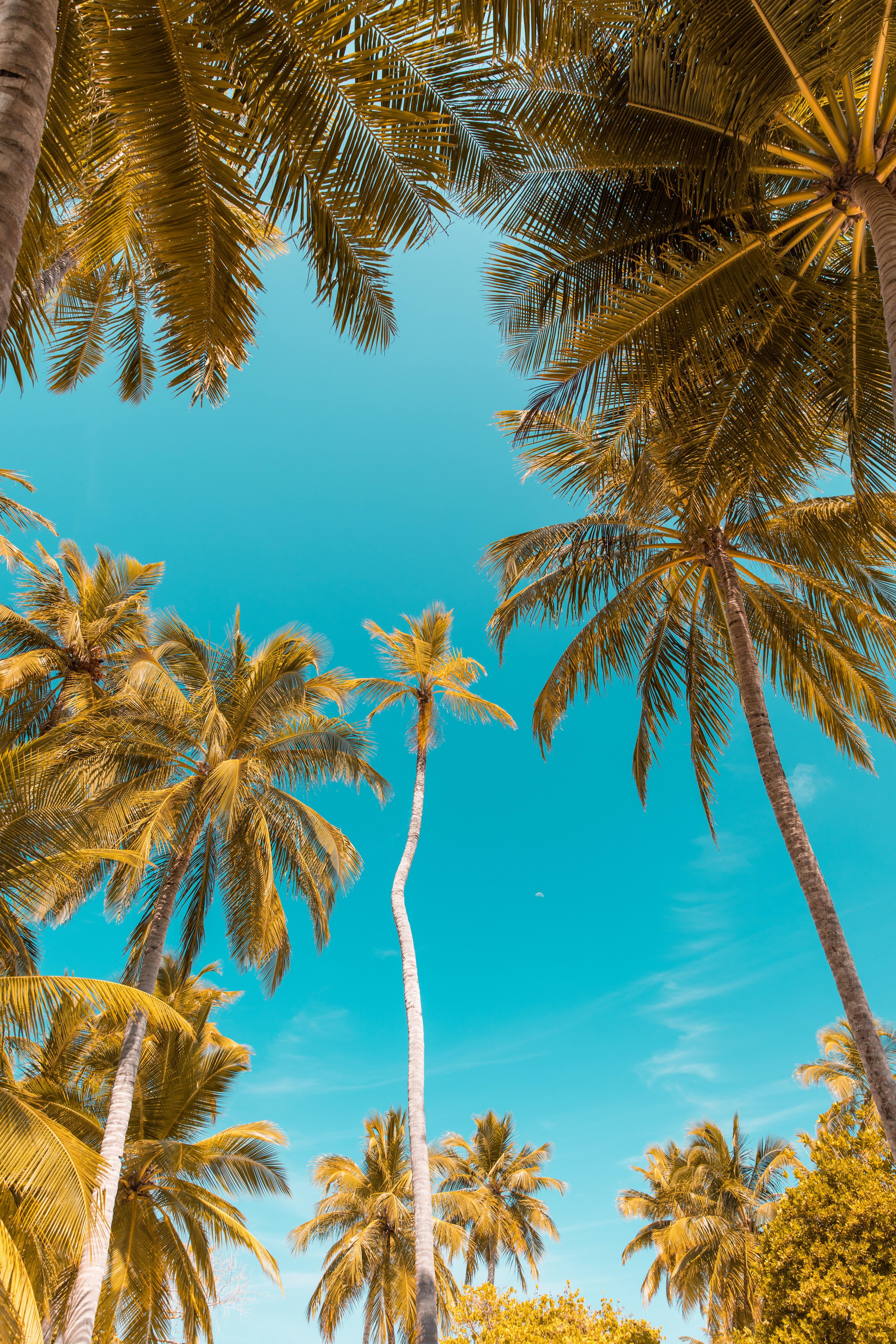 Palm Tree Iphone Hd Wallpapers