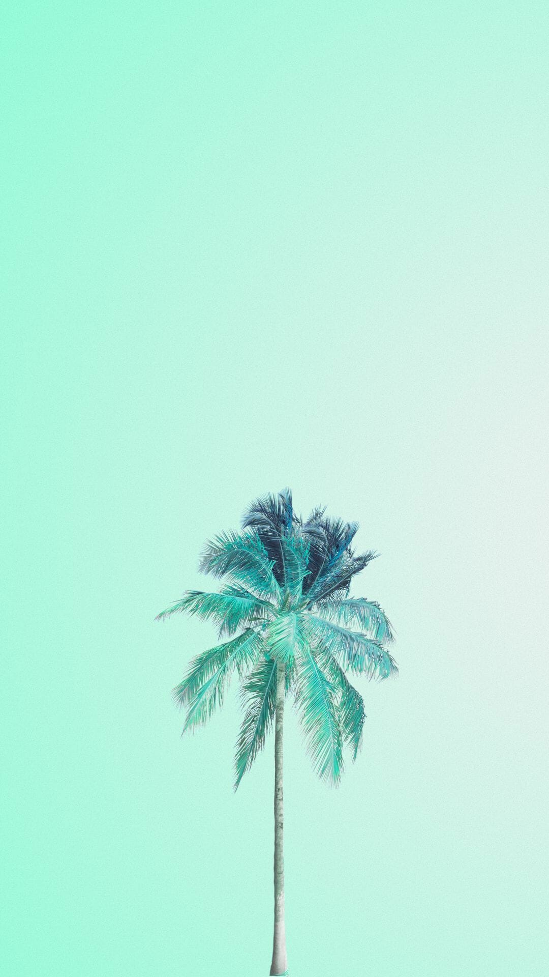 Palm Tree Iphone Hd Wallpapers