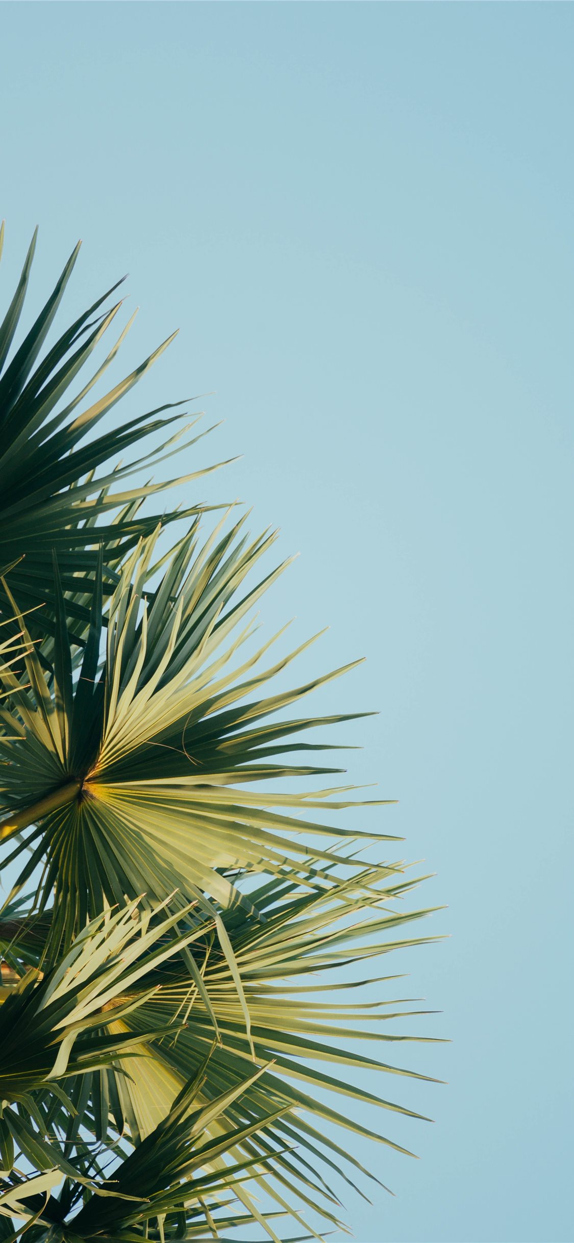 Palm Tree Iphone Hd Wallpapers