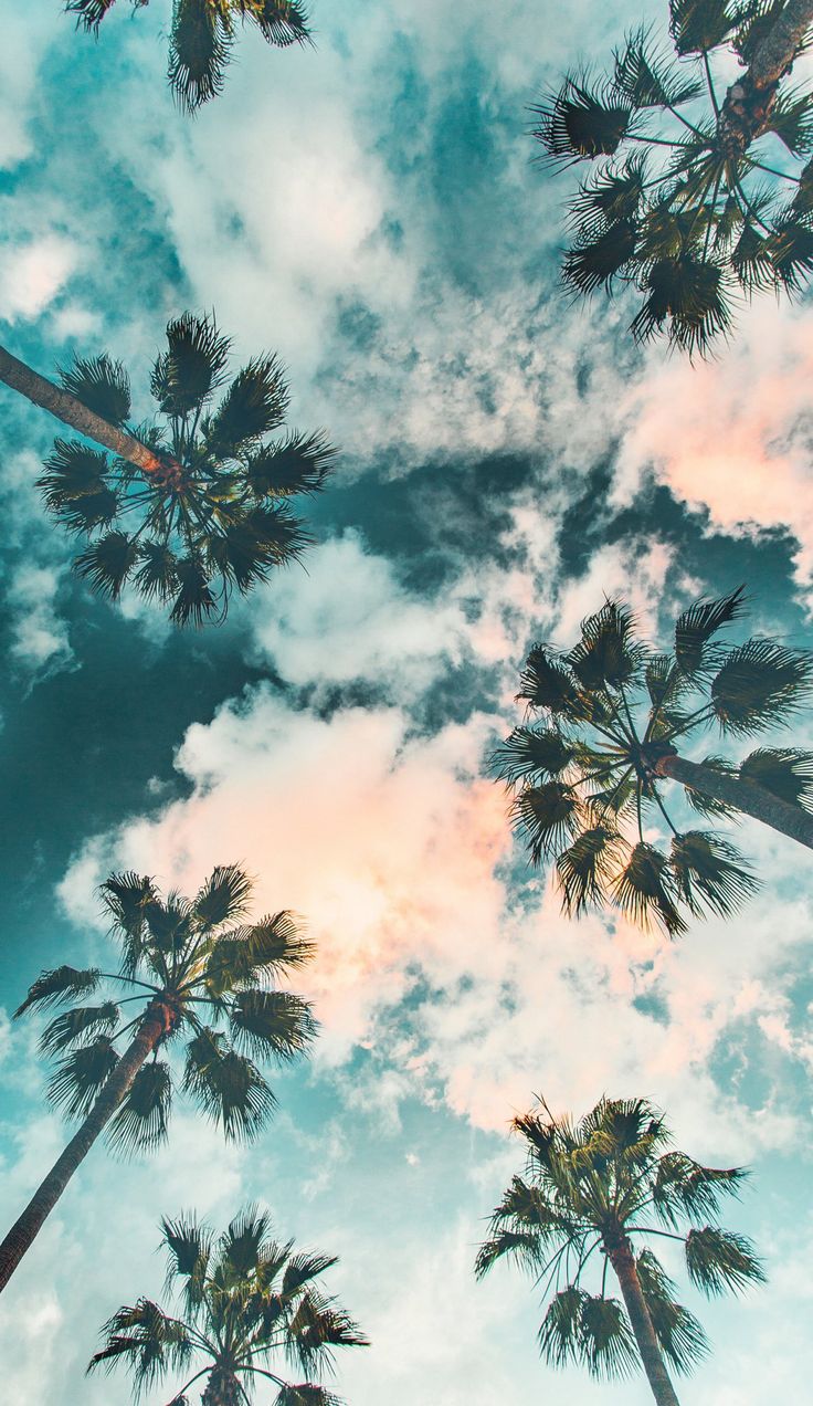 Palm Tree Iphone Hd Wallpapers