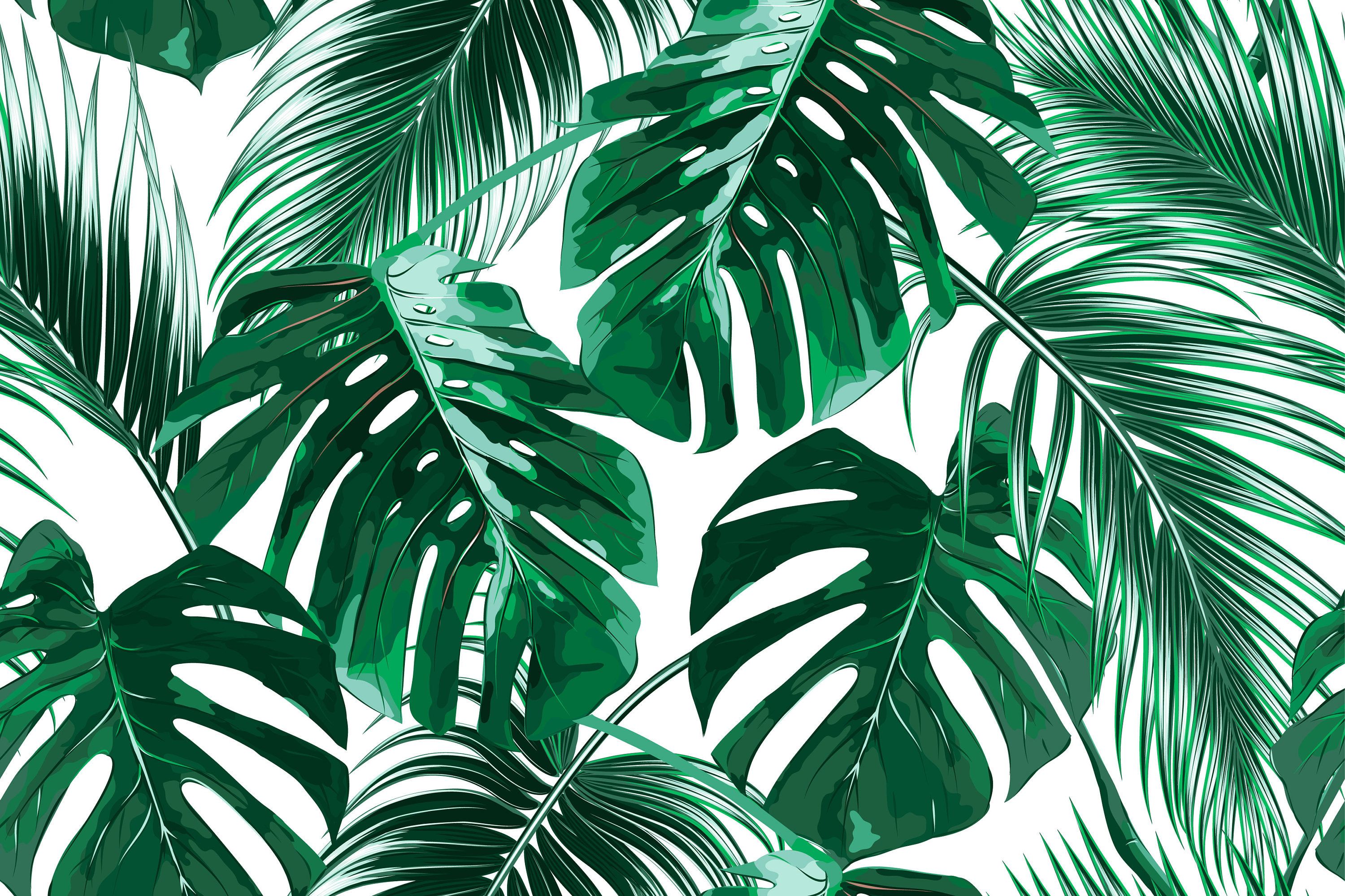 Palm Tree Leaf Wallpapers