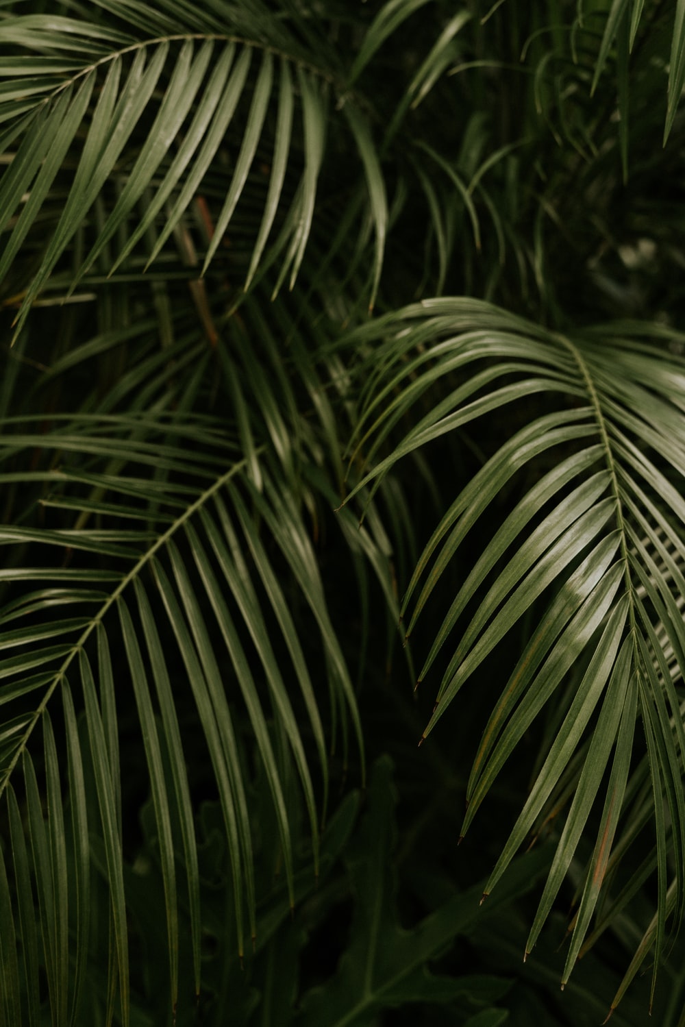 Palm Tree Leaf Wallpapers