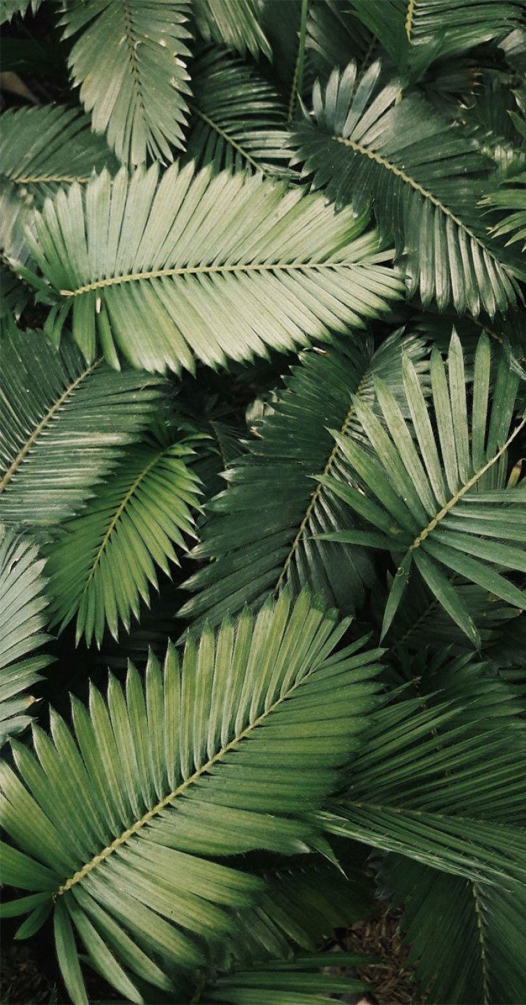 Palm Tree Leaf Wallpapers