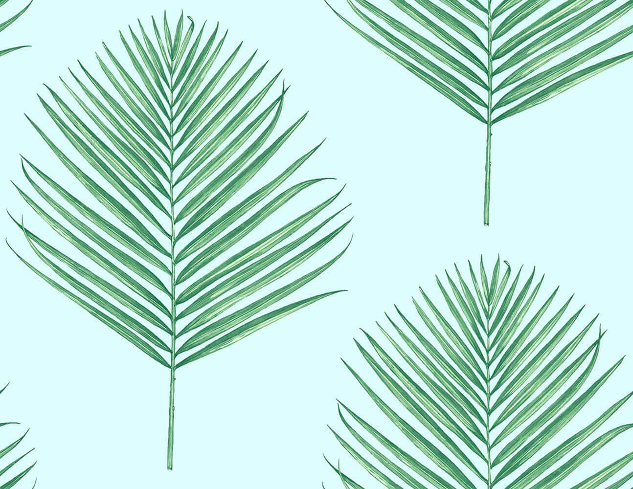 Palm Tree Leaf Wallpapers